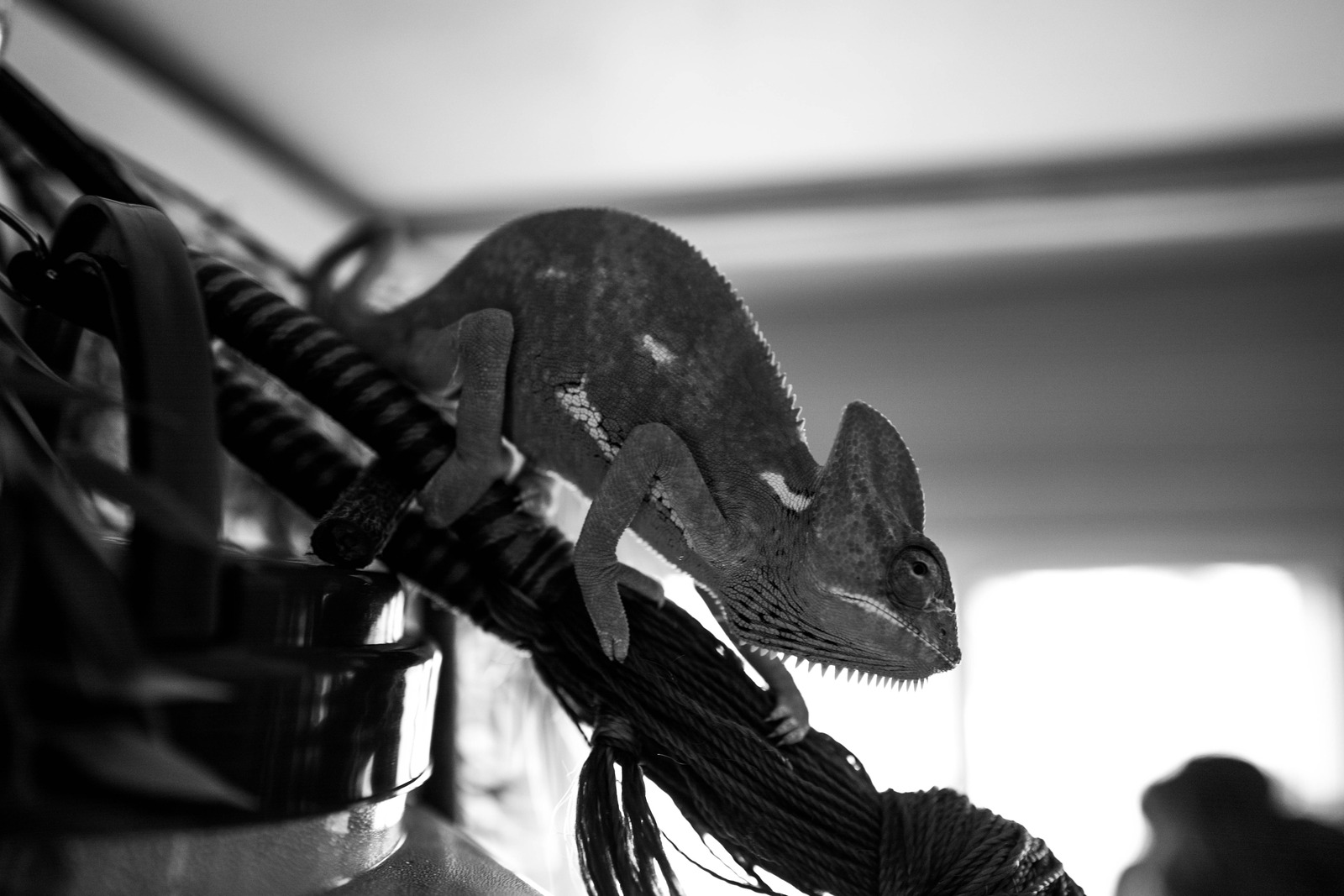 Lizard's Delicate Balance