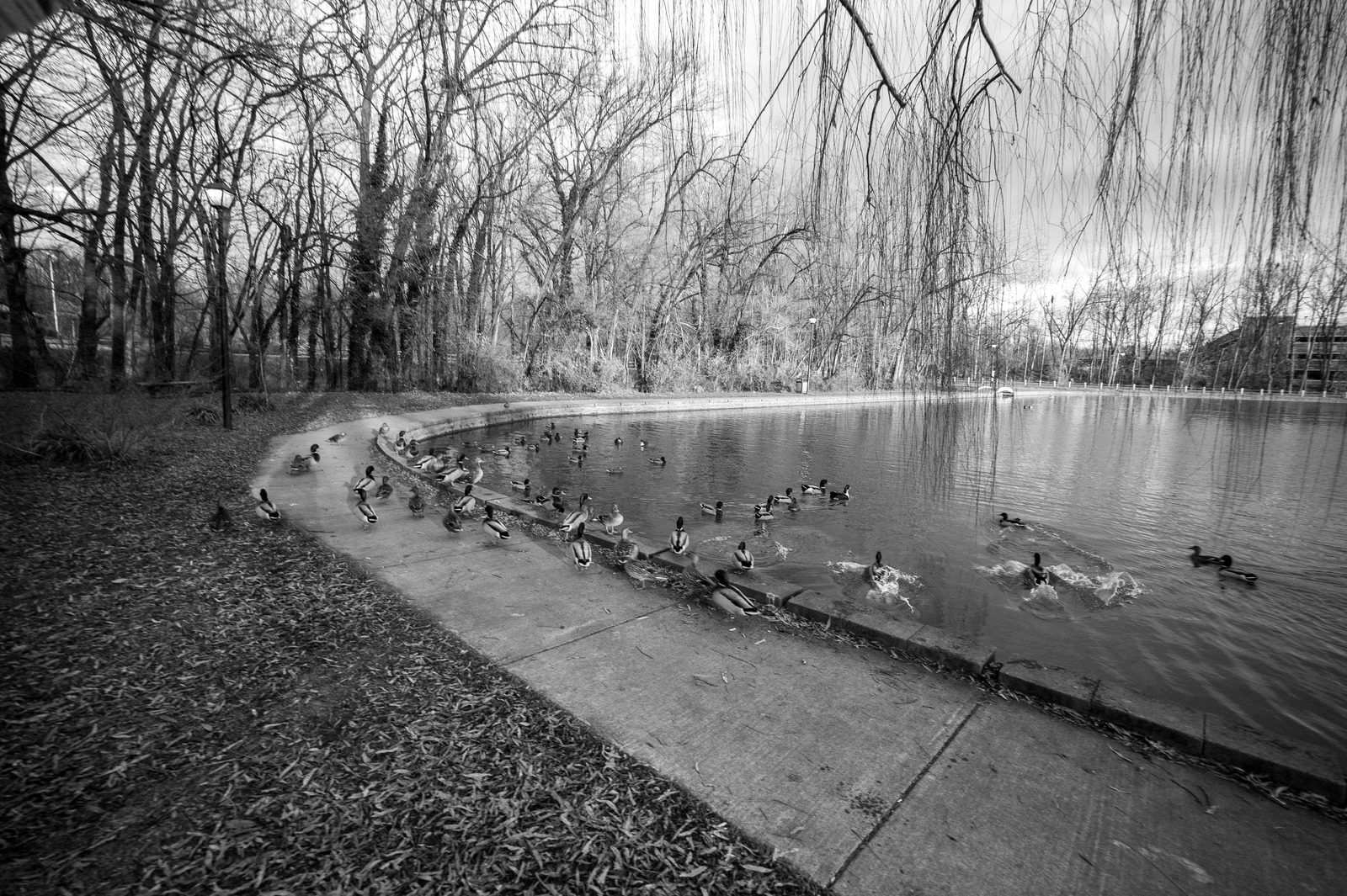 Serenity at the Pond