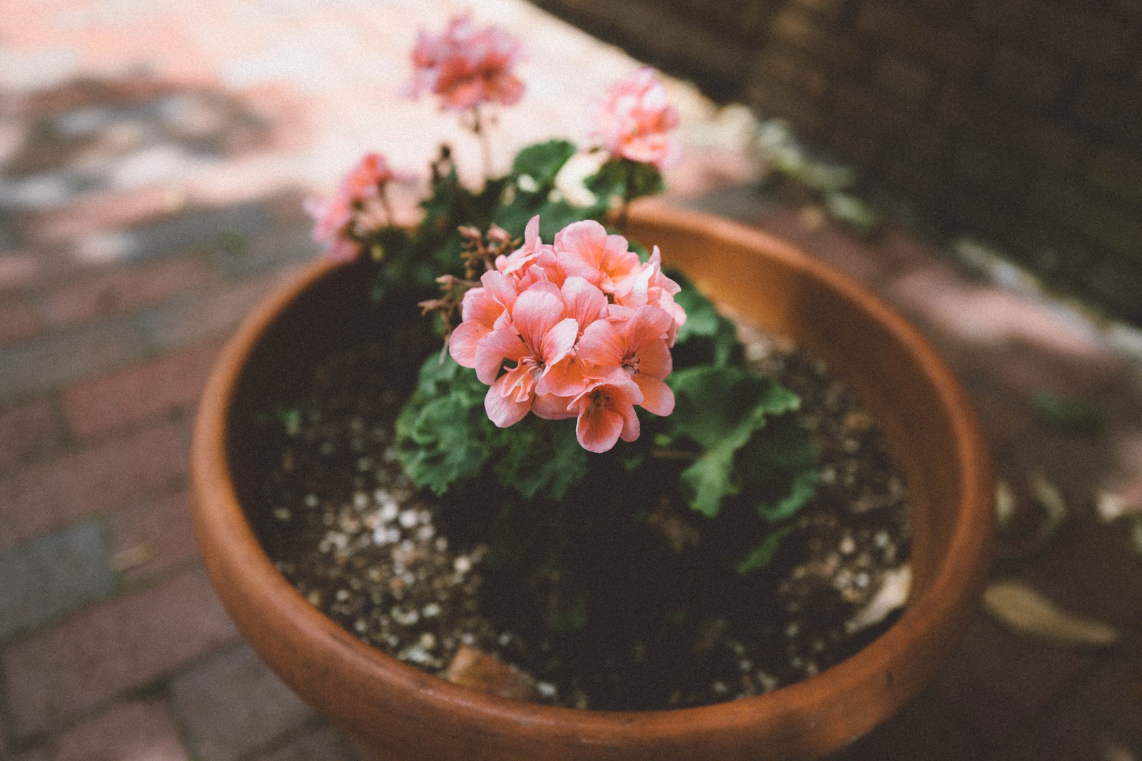Delicate Pink Blooms