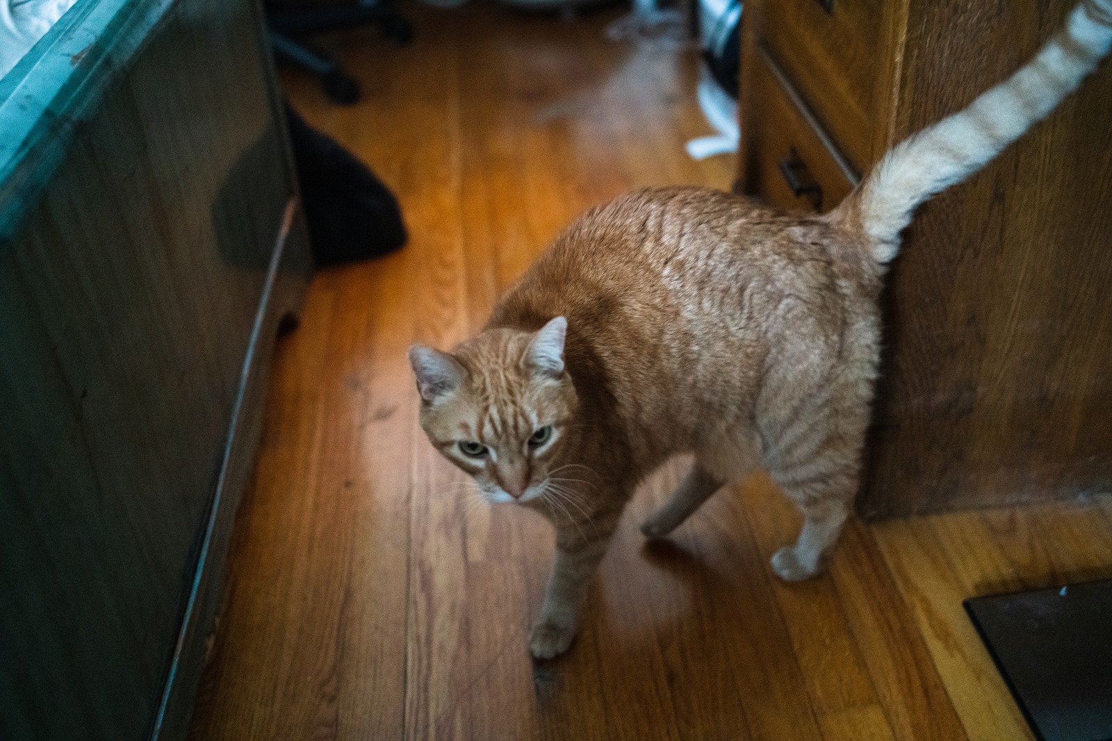 Curious Cat in Domestic Space