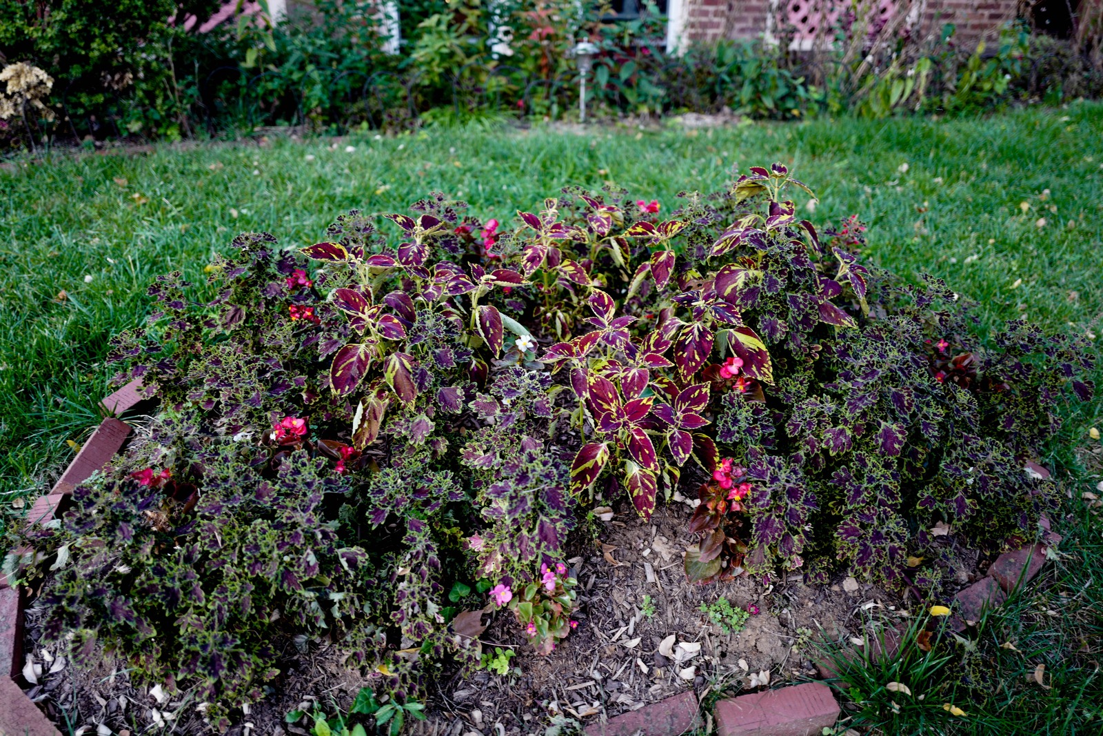Vibrant Garden Serenity
