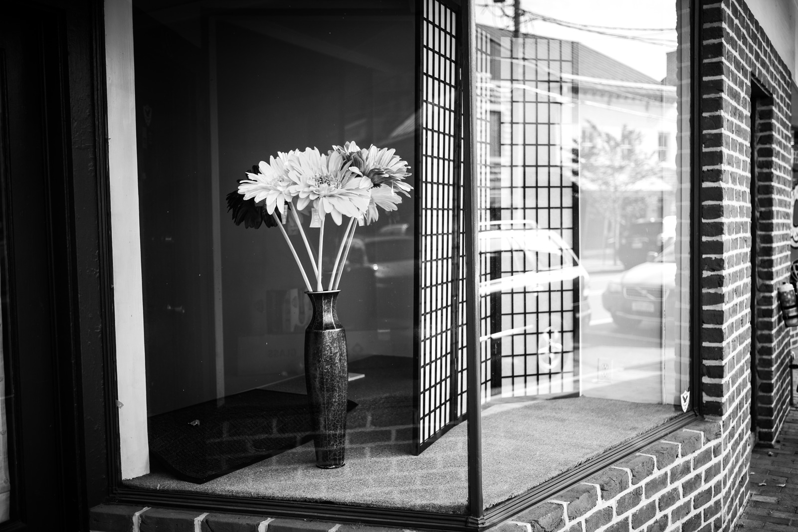 Solitary Blooms in Reflection