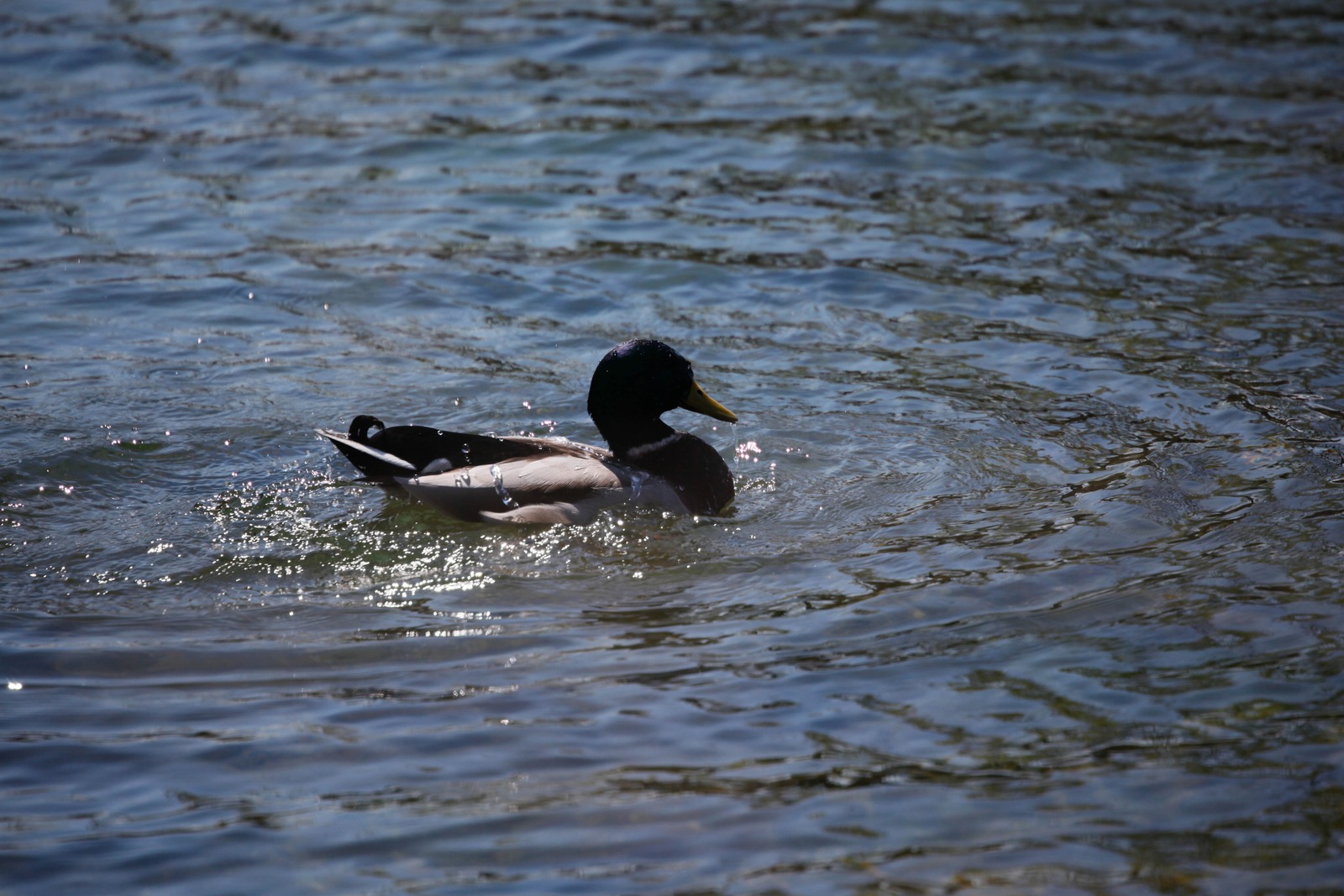 Serene Waterside Companion