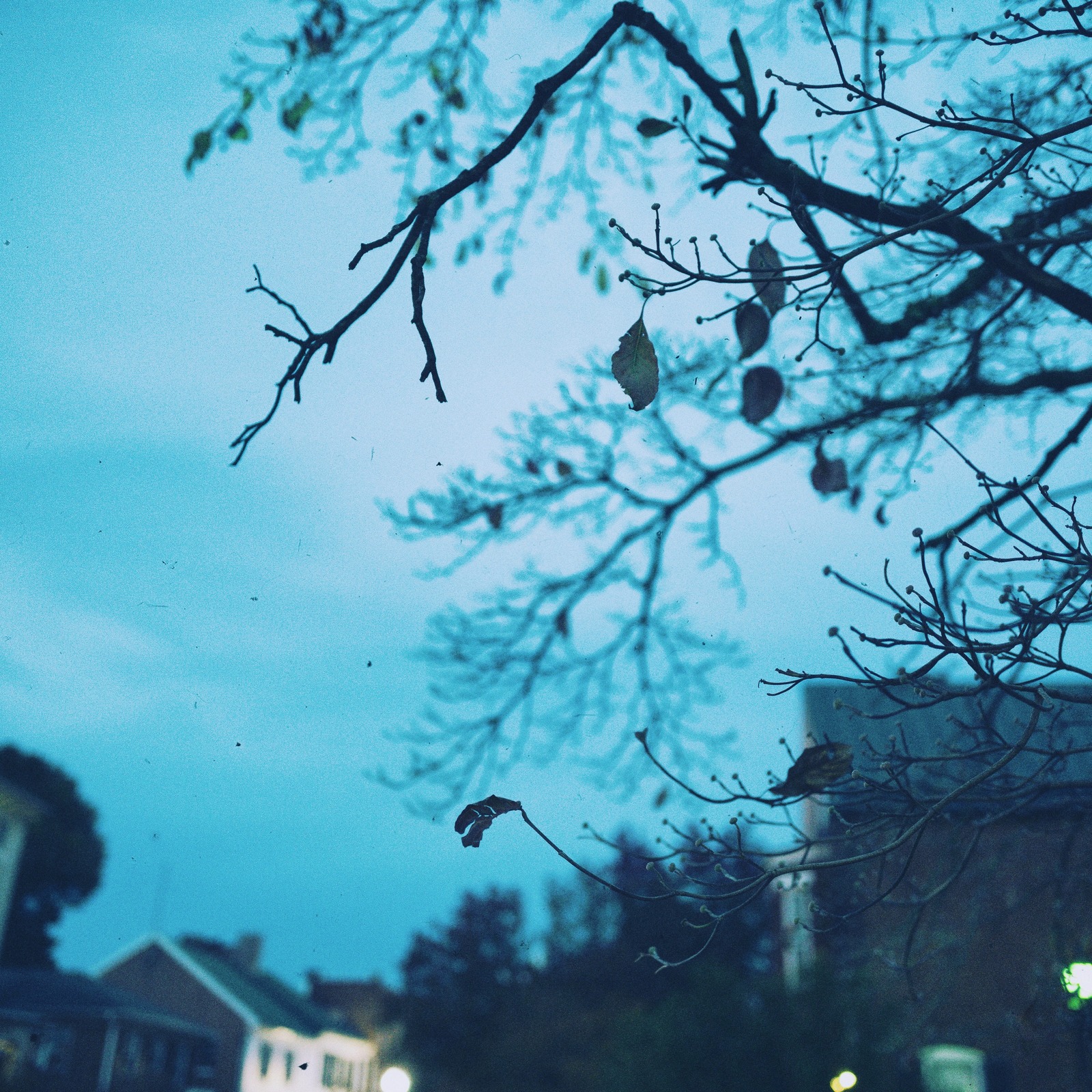 Silent Evening Whispers