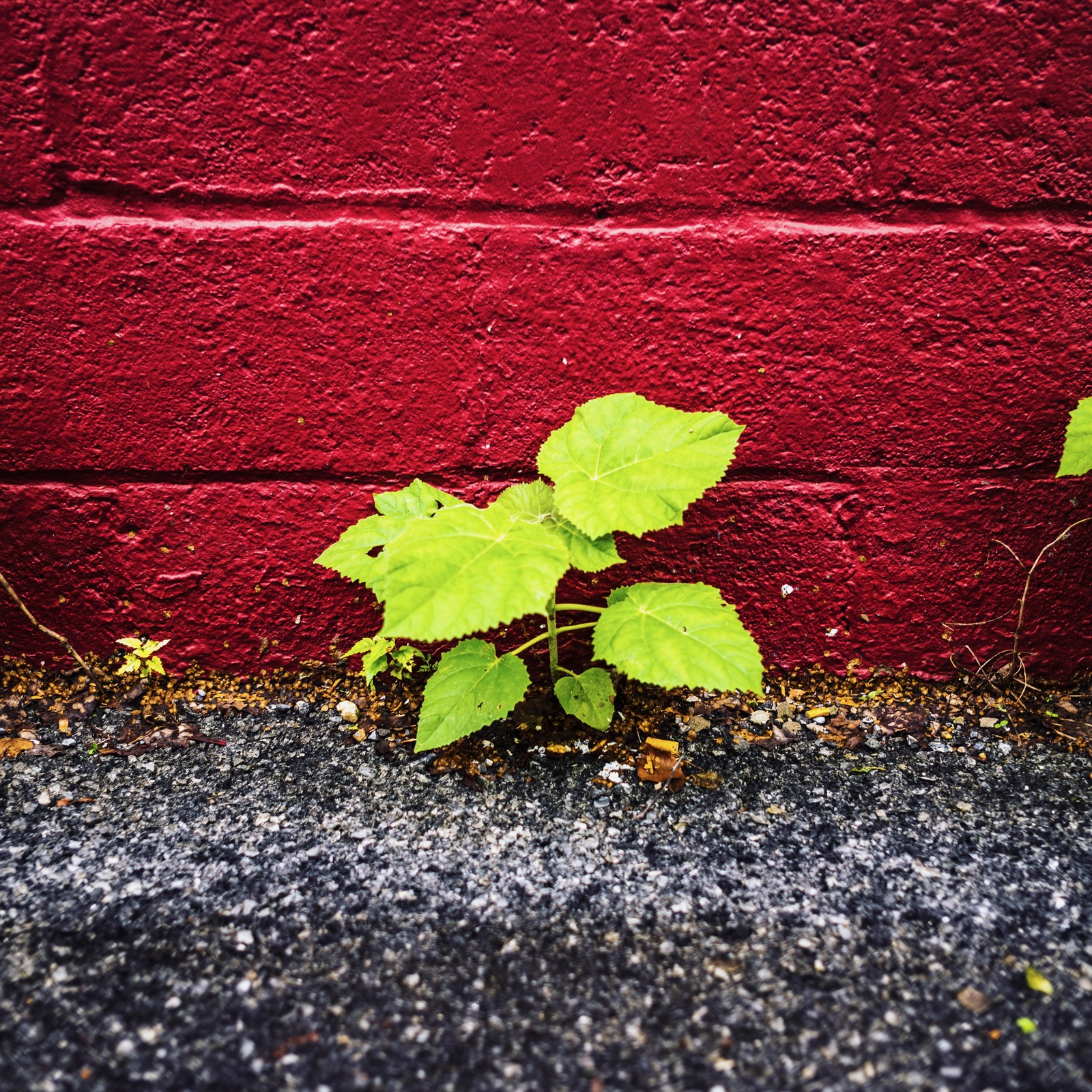 Resilience Against the Wall