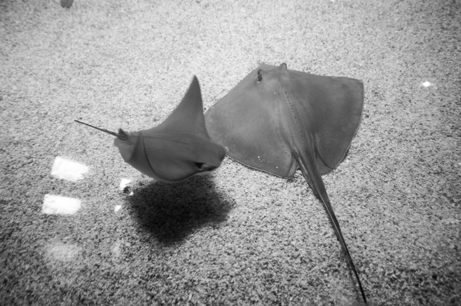 Graceful Ocean Dancers