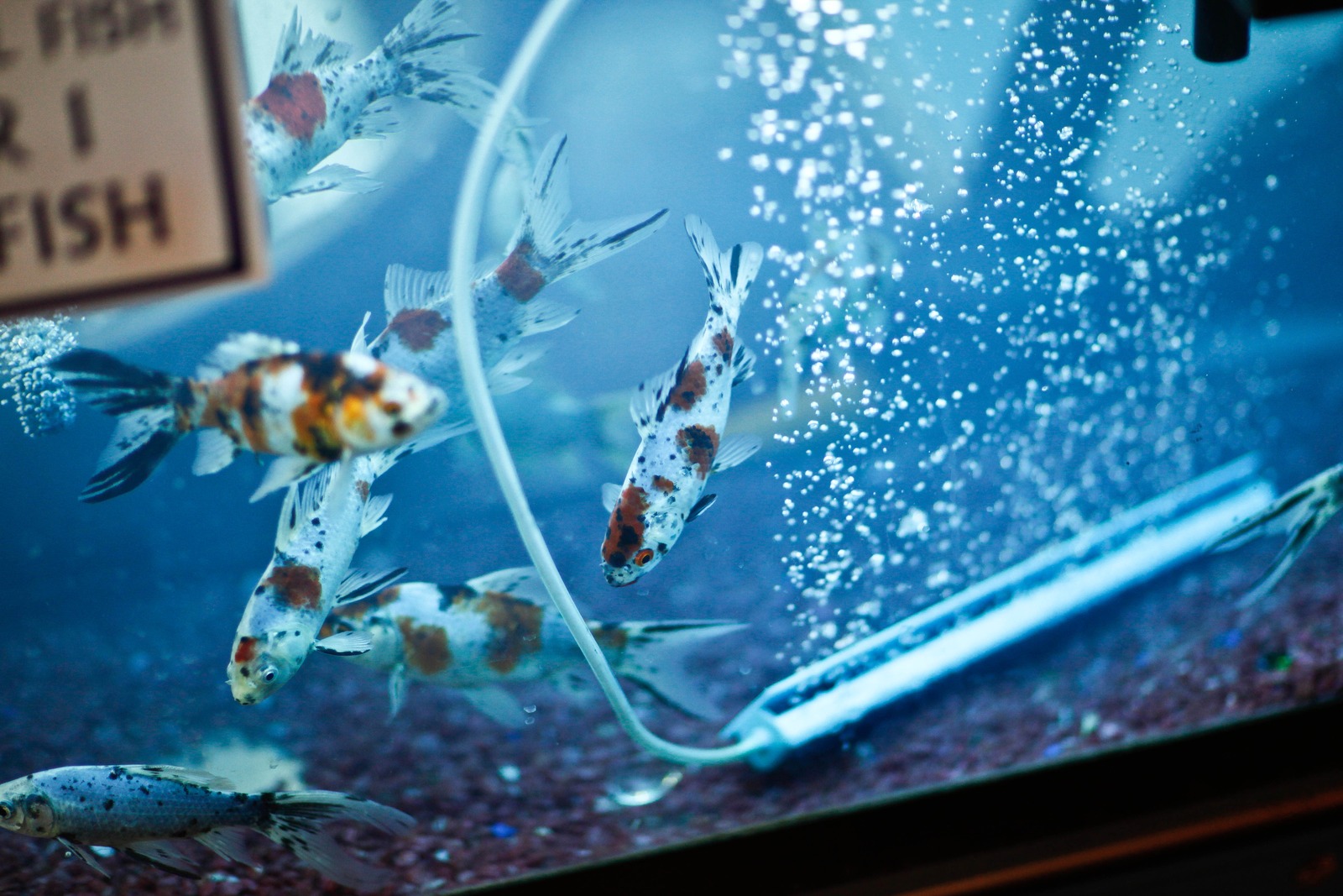 Serene Underwater Dance