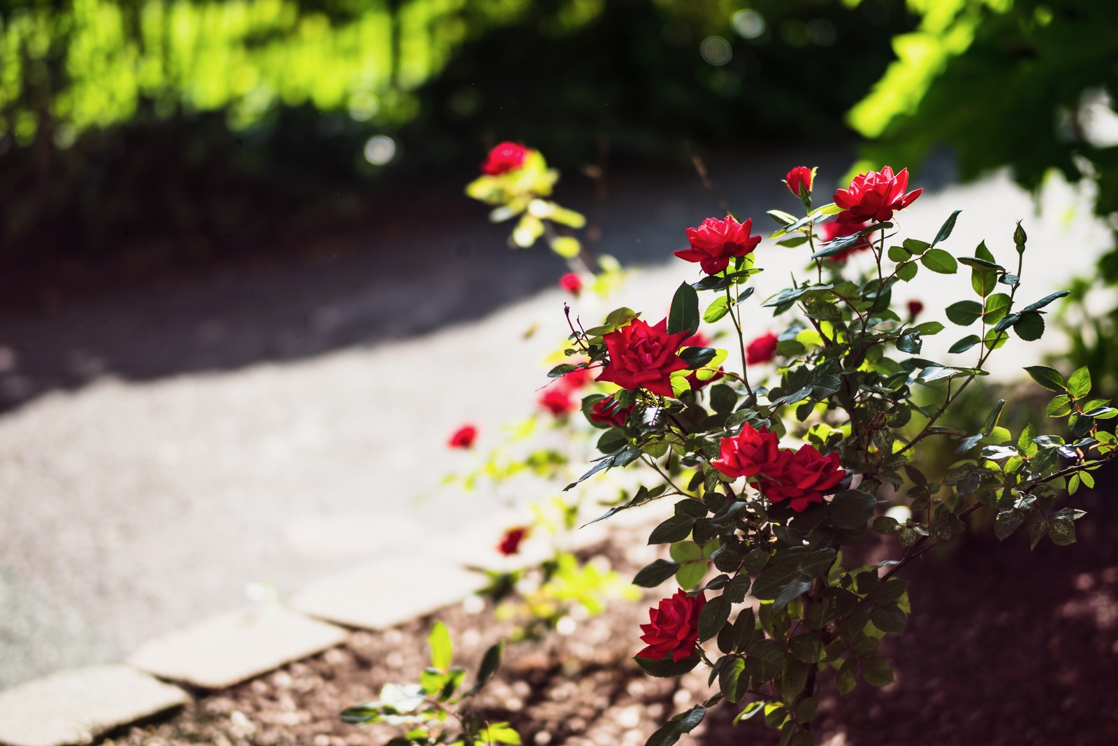 Roses in Morning Light
