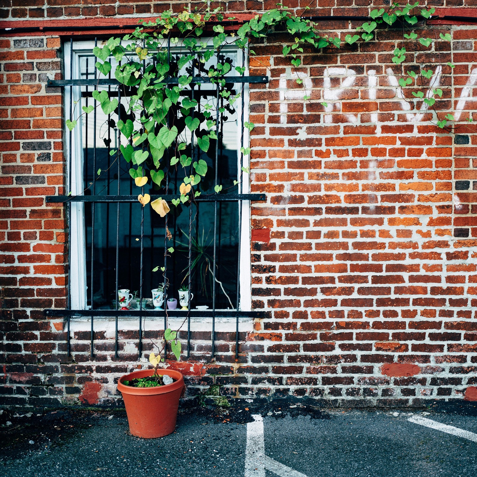 Nature's Embrace on Brick