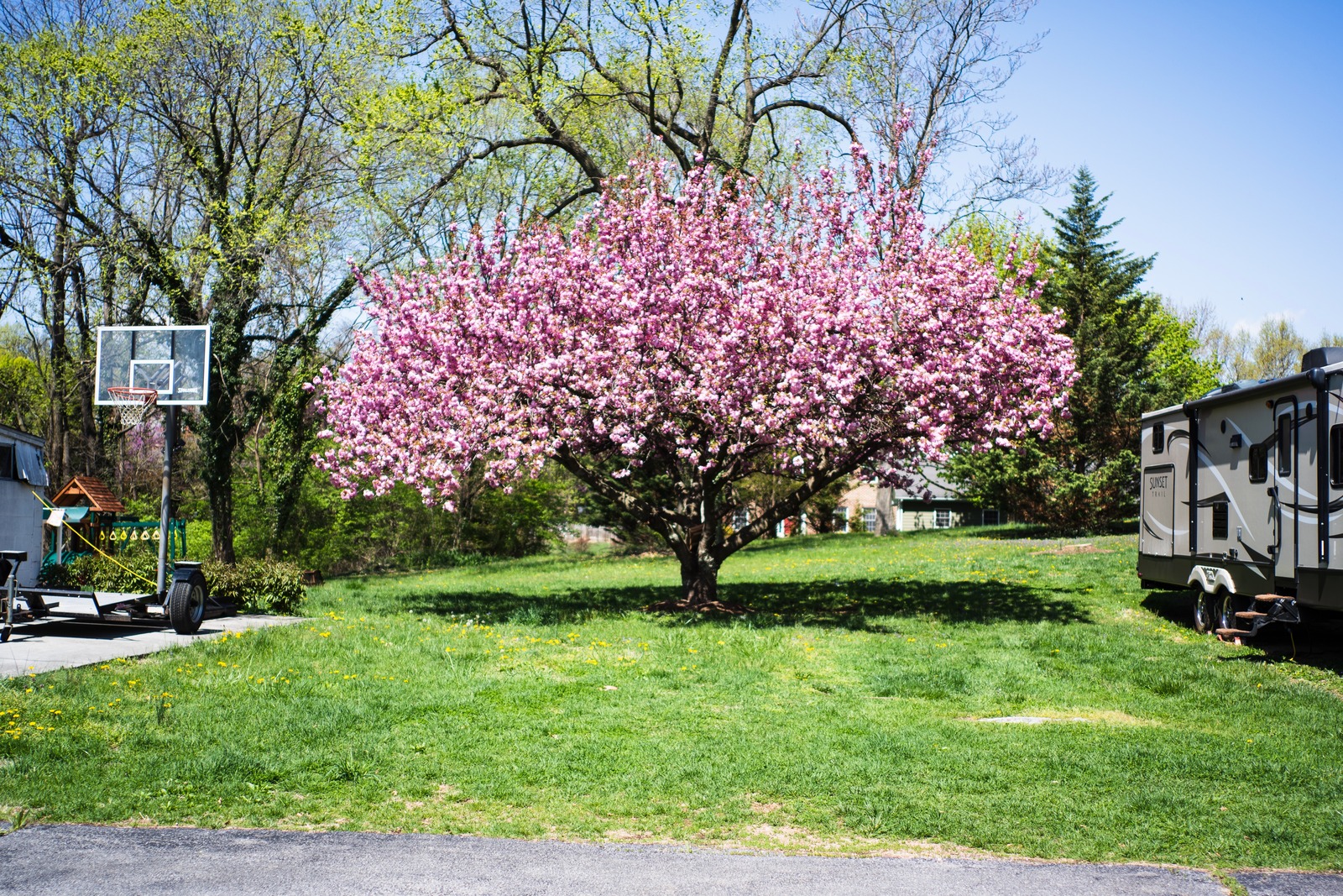 Blossoms and Everyday Life