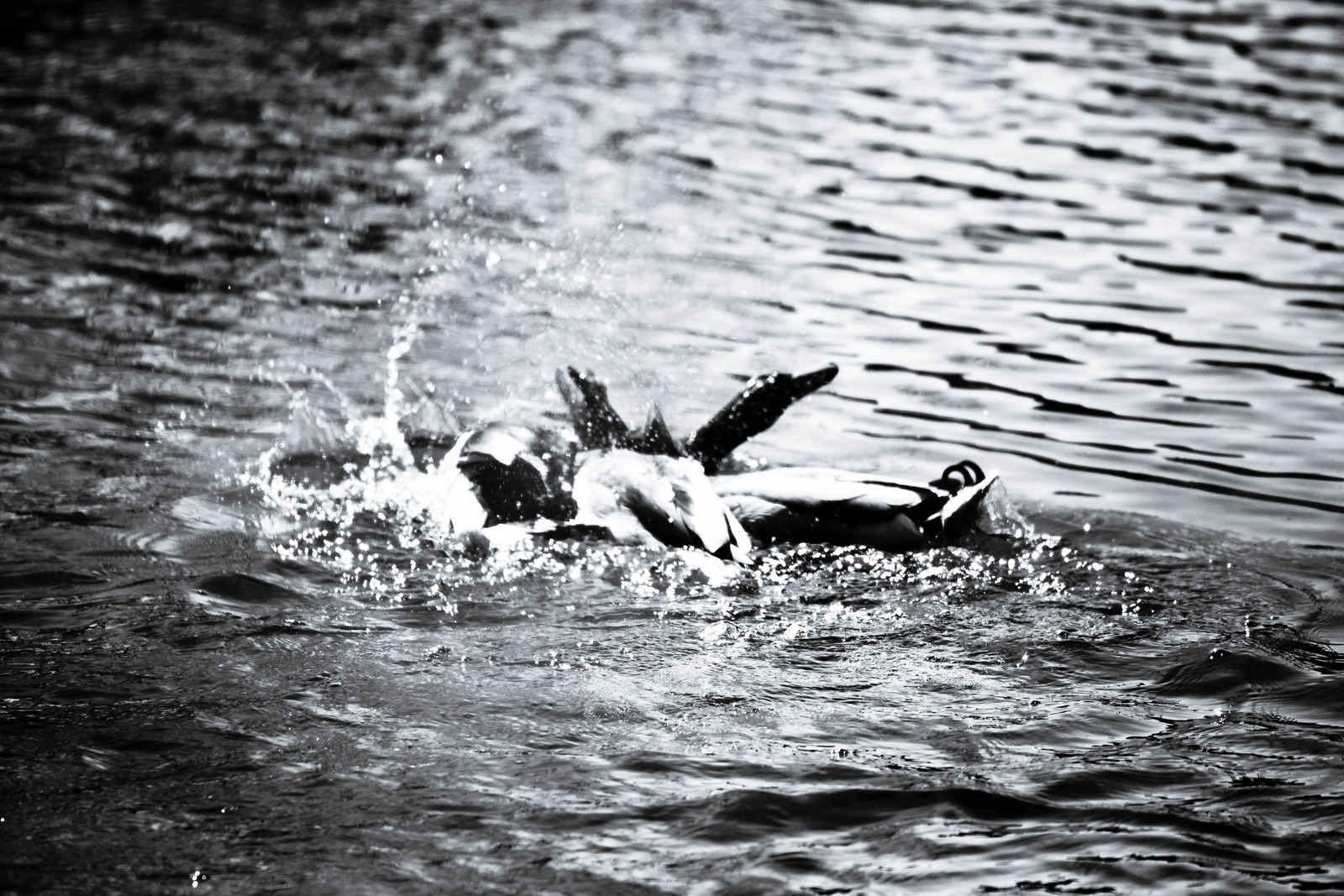 Dynamic Dance on Water