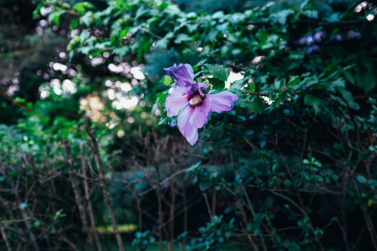 Solitary Blossom in the Green