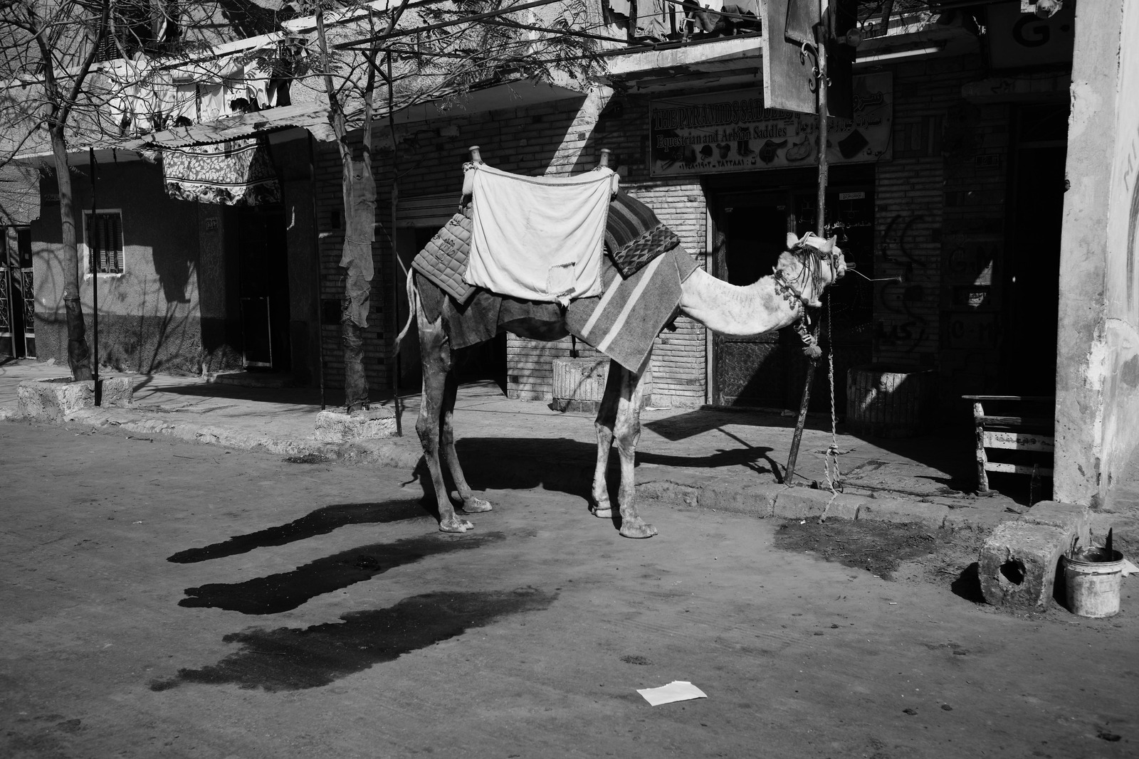 Solitary Camel in Shadows