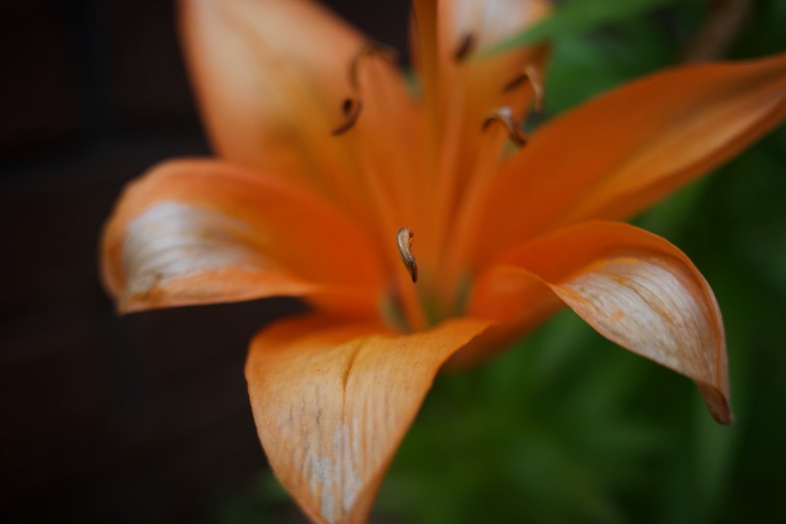 Radiant Orange Blossom