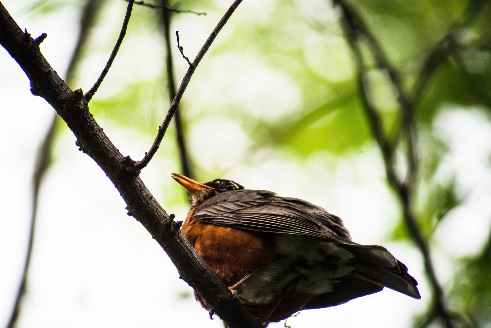 A Quiet Moment in Nature