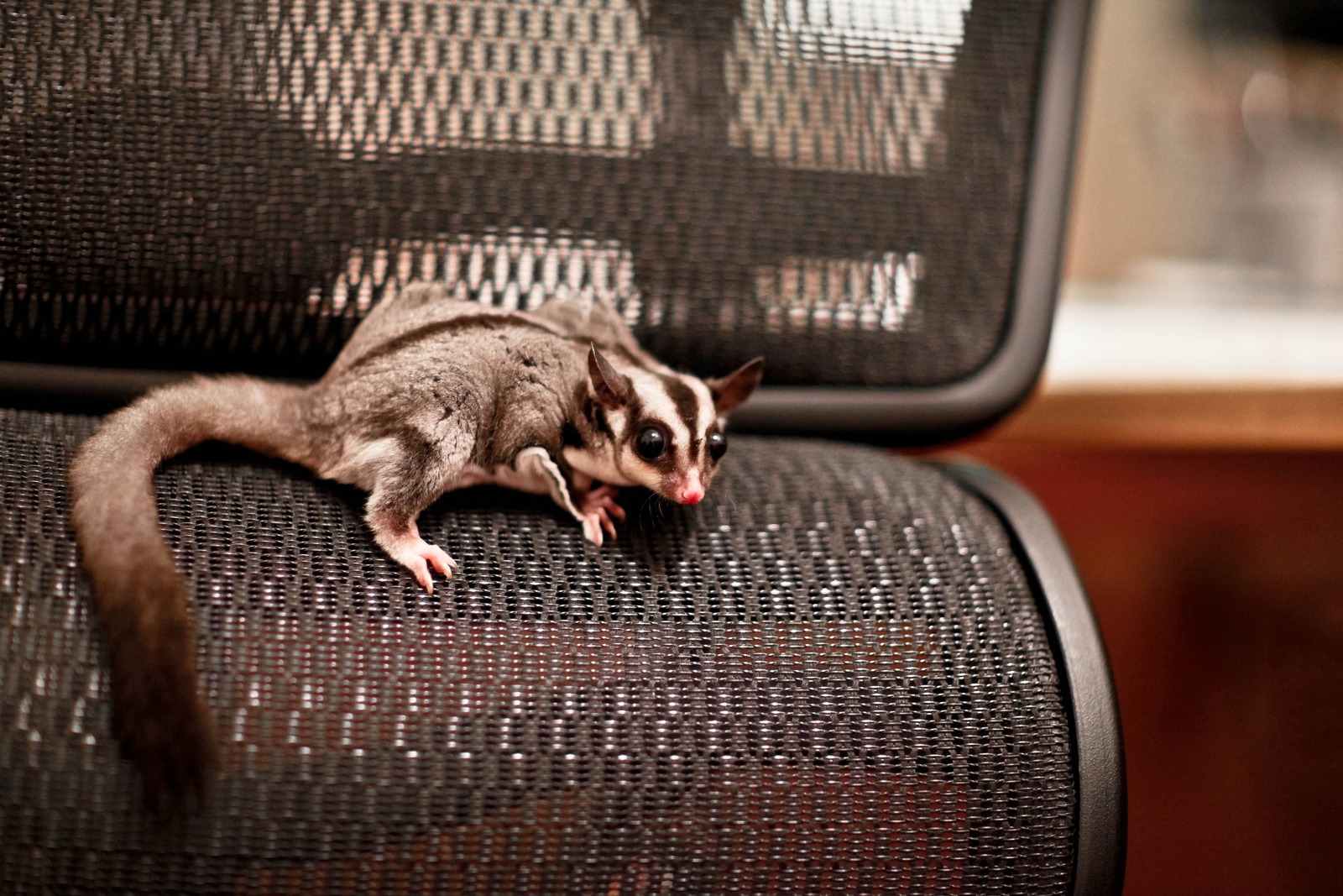 Playful Sugar Glider