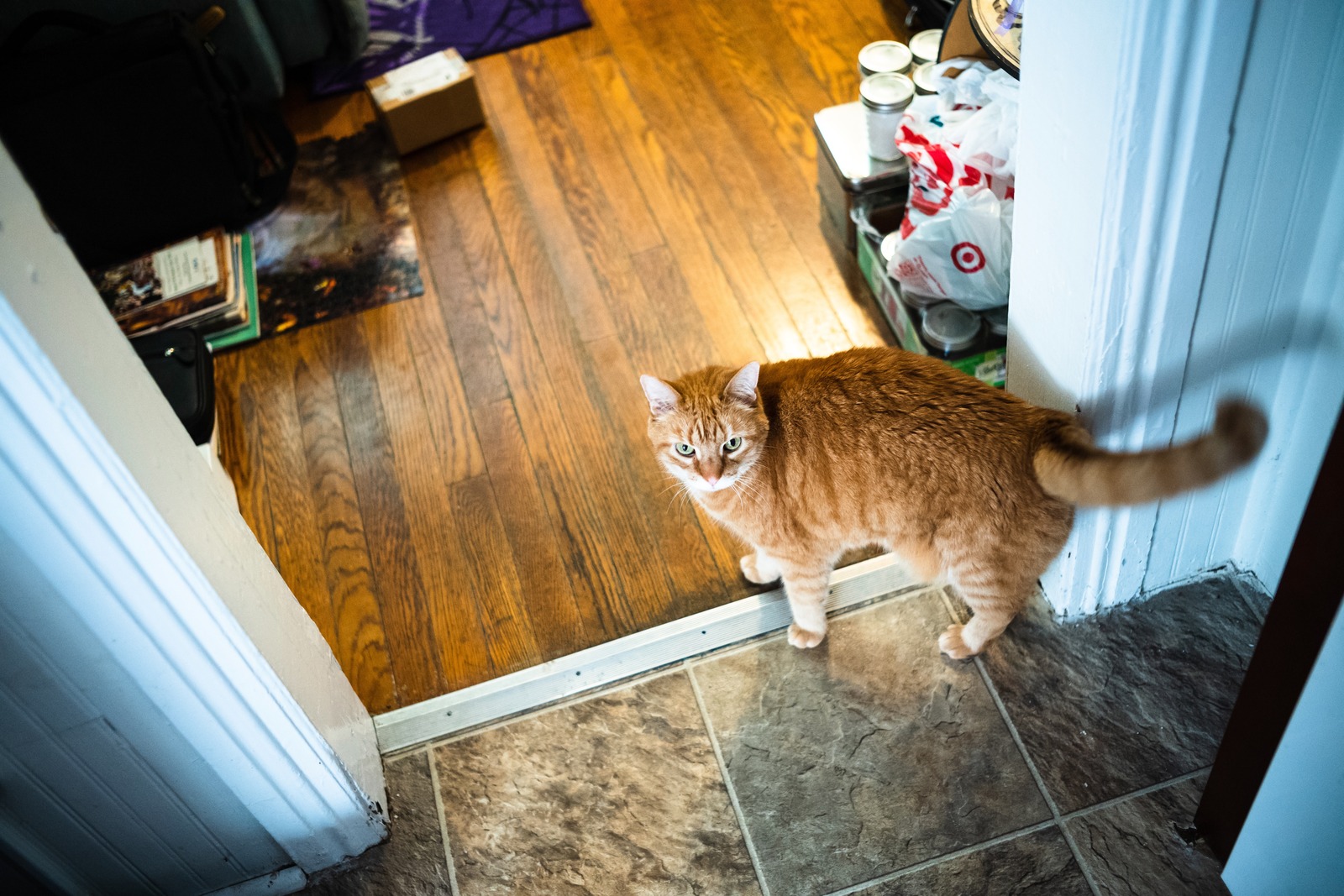 Curious Cat at the Doorway