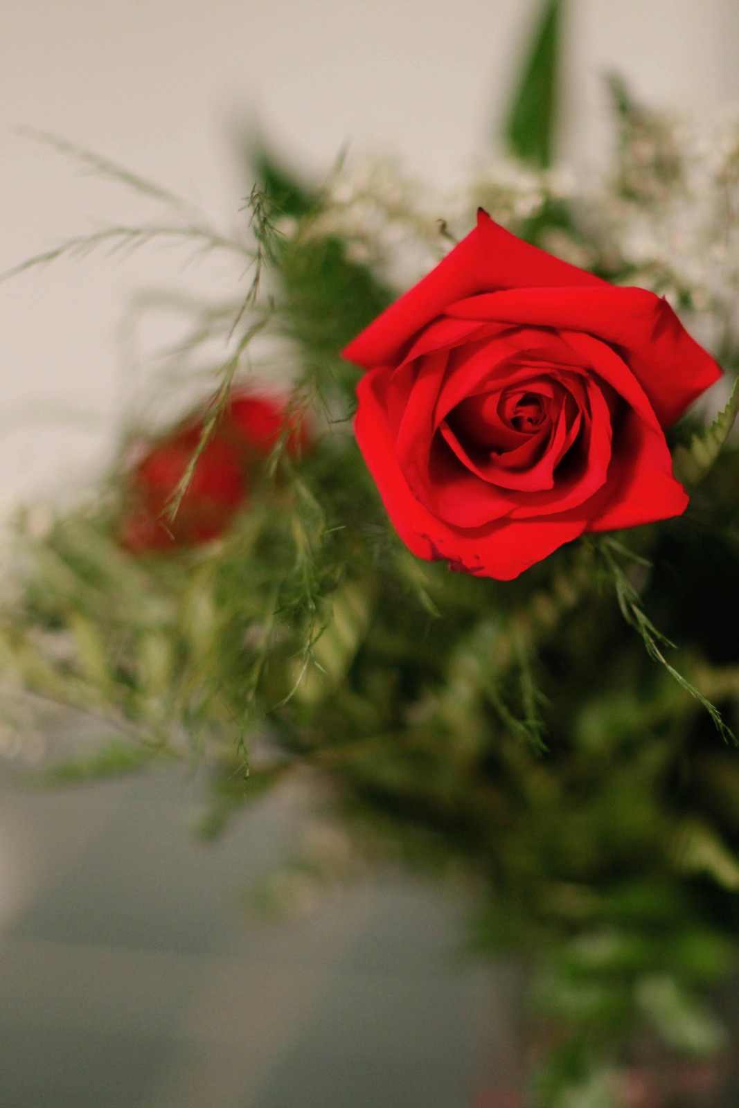 Passionate Red Bloom