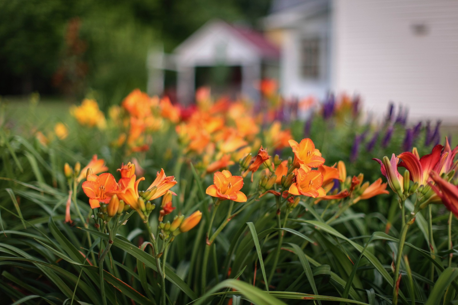 Vibrant Floral Garden