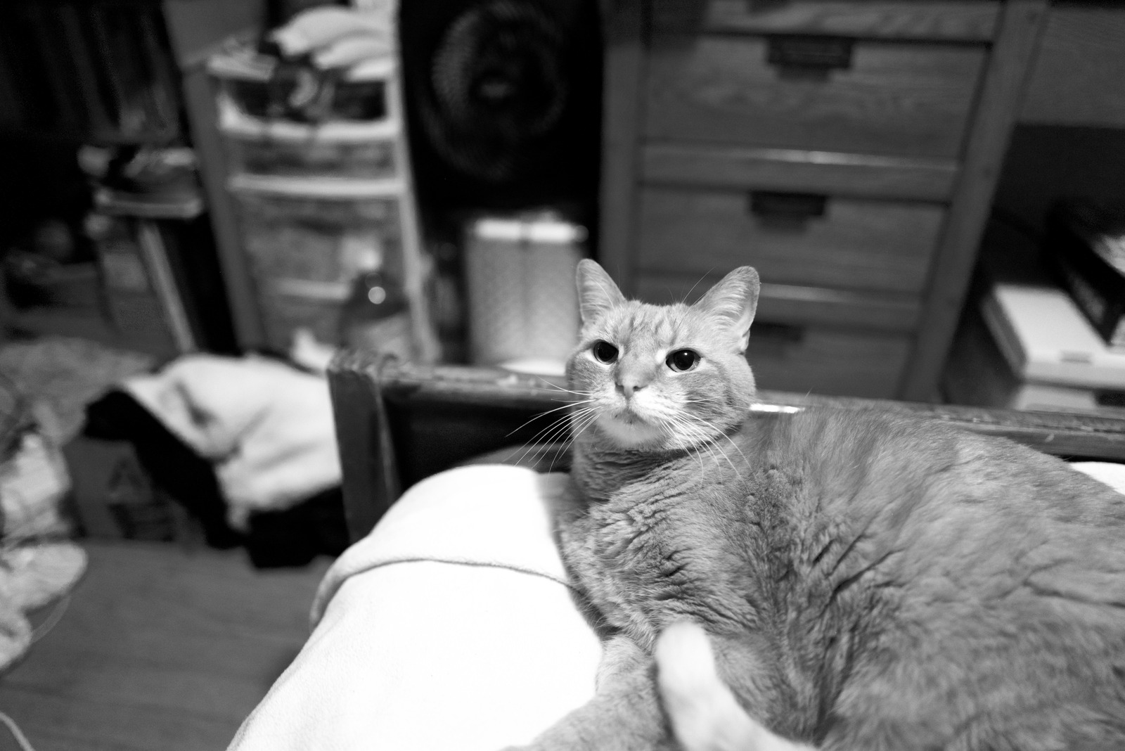 Serene Feline Observations