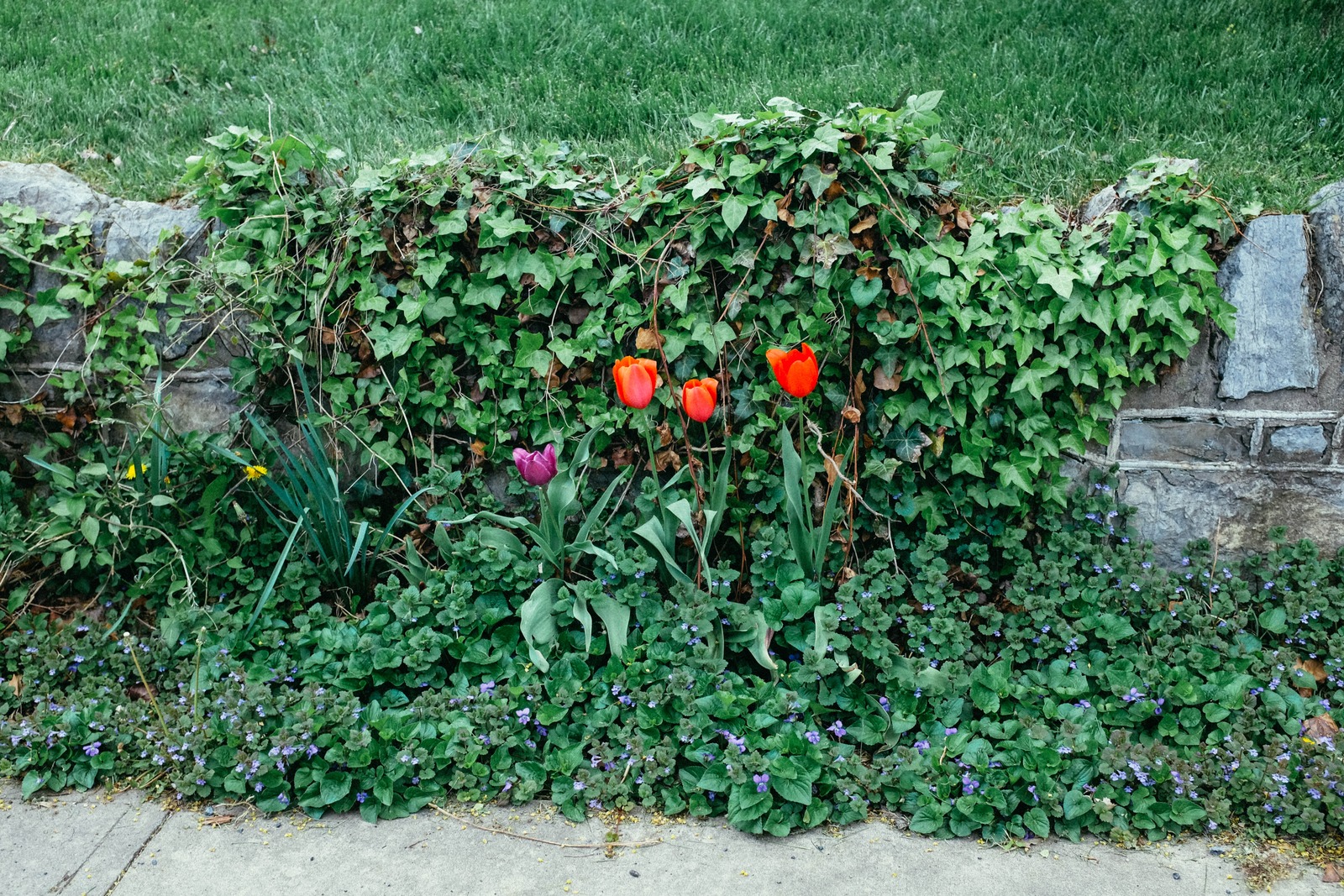 Vibrant Floral Harmony