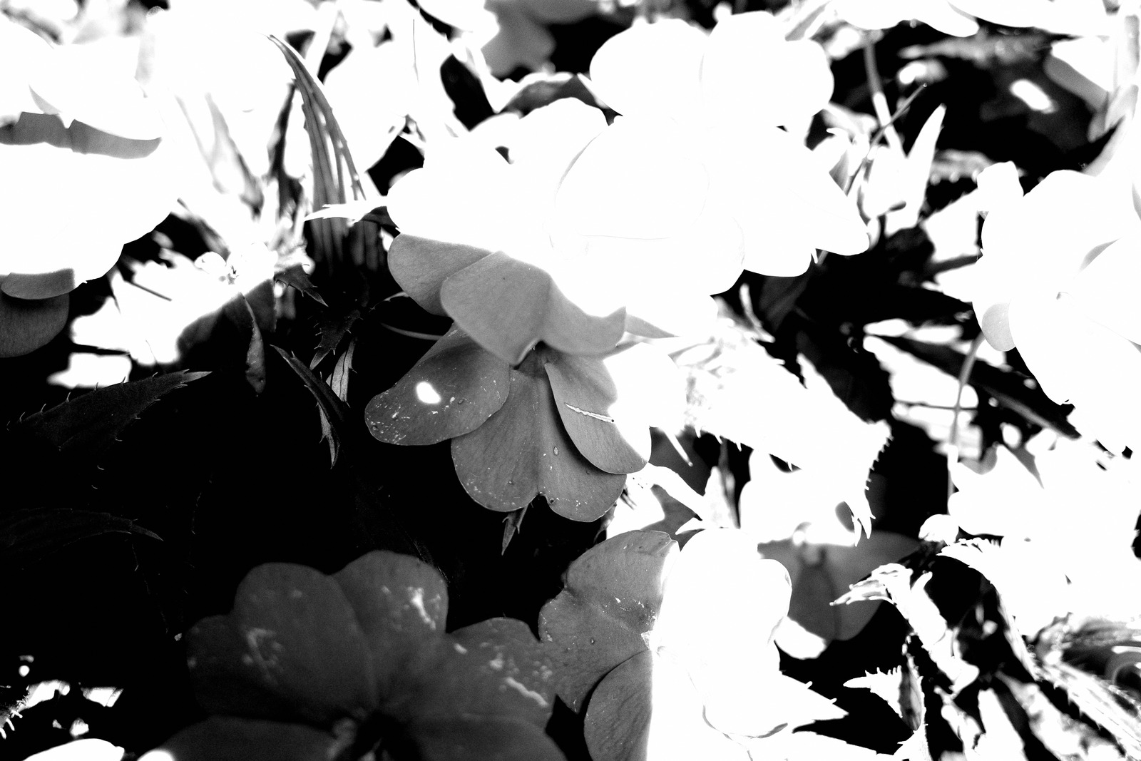 Floral Whisper in Monochrome