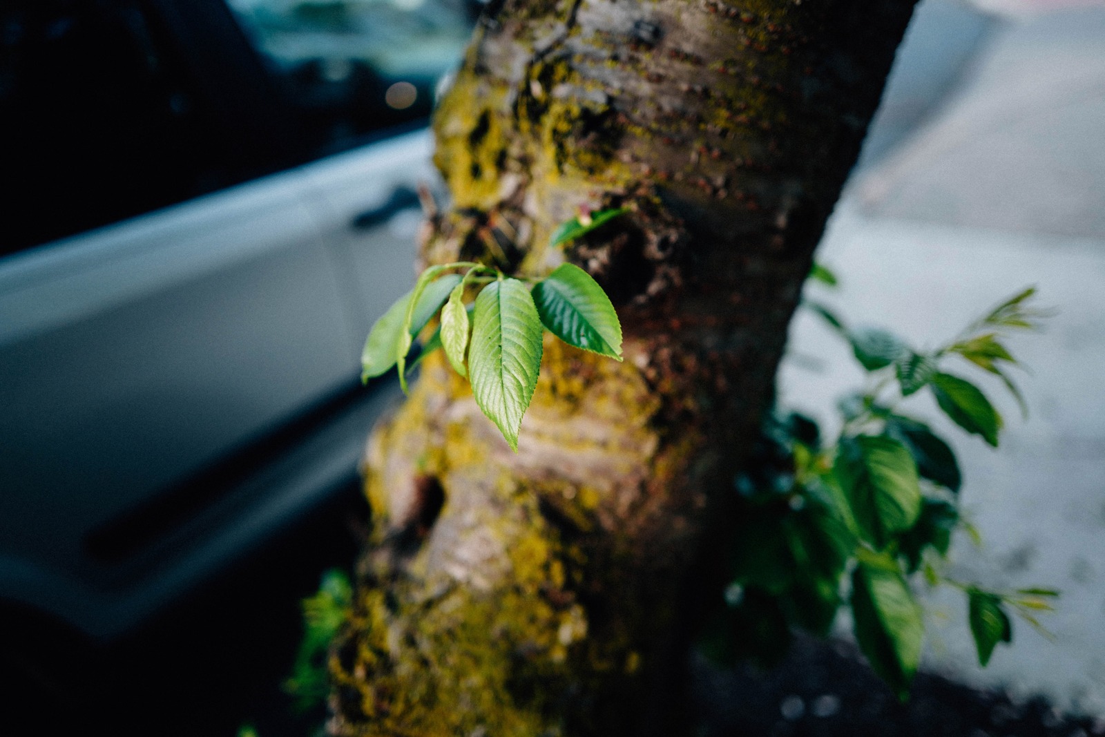 Urban Nature's Embrace