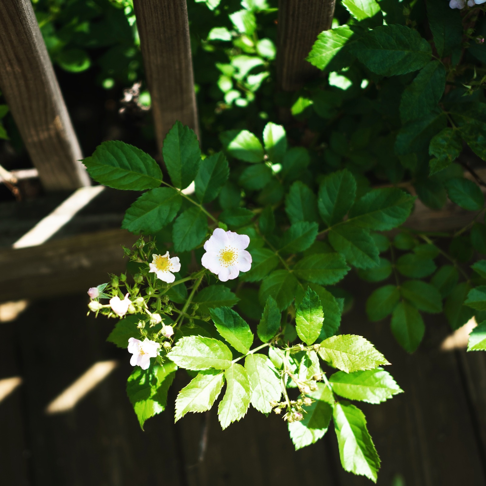 Delicate Blossoms in Sunlight