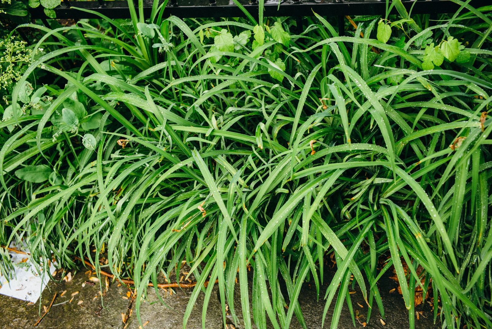 Lush Green Overgrowth