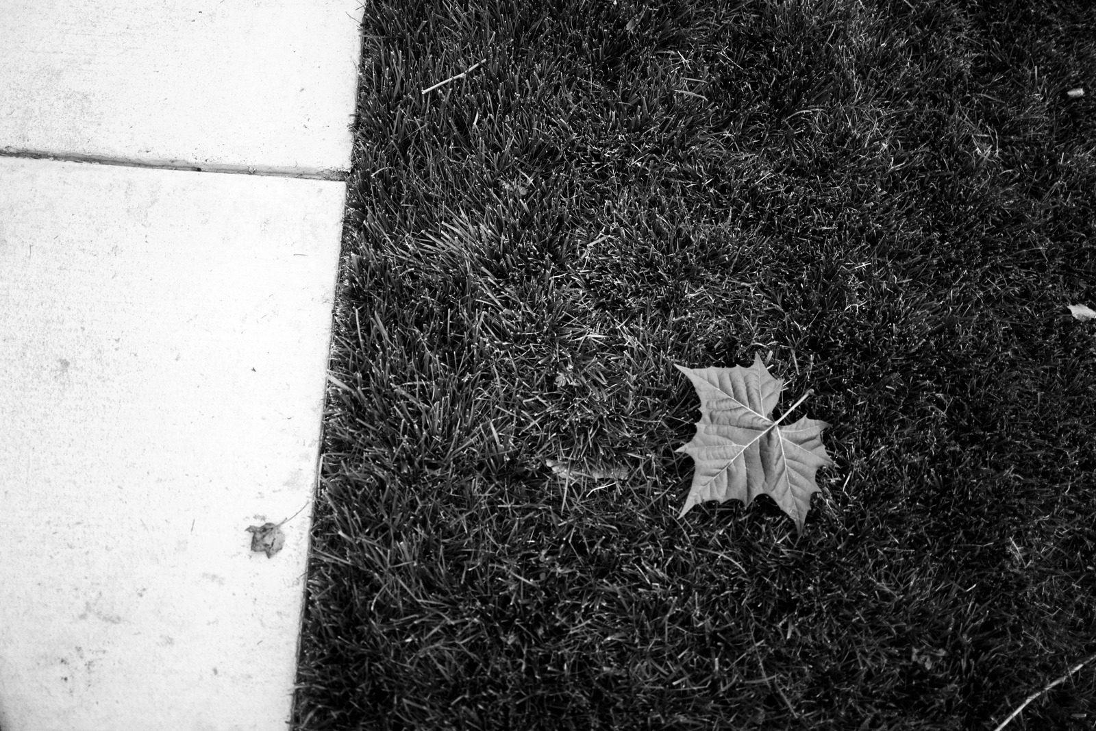 Solitary Leaf on Concrete