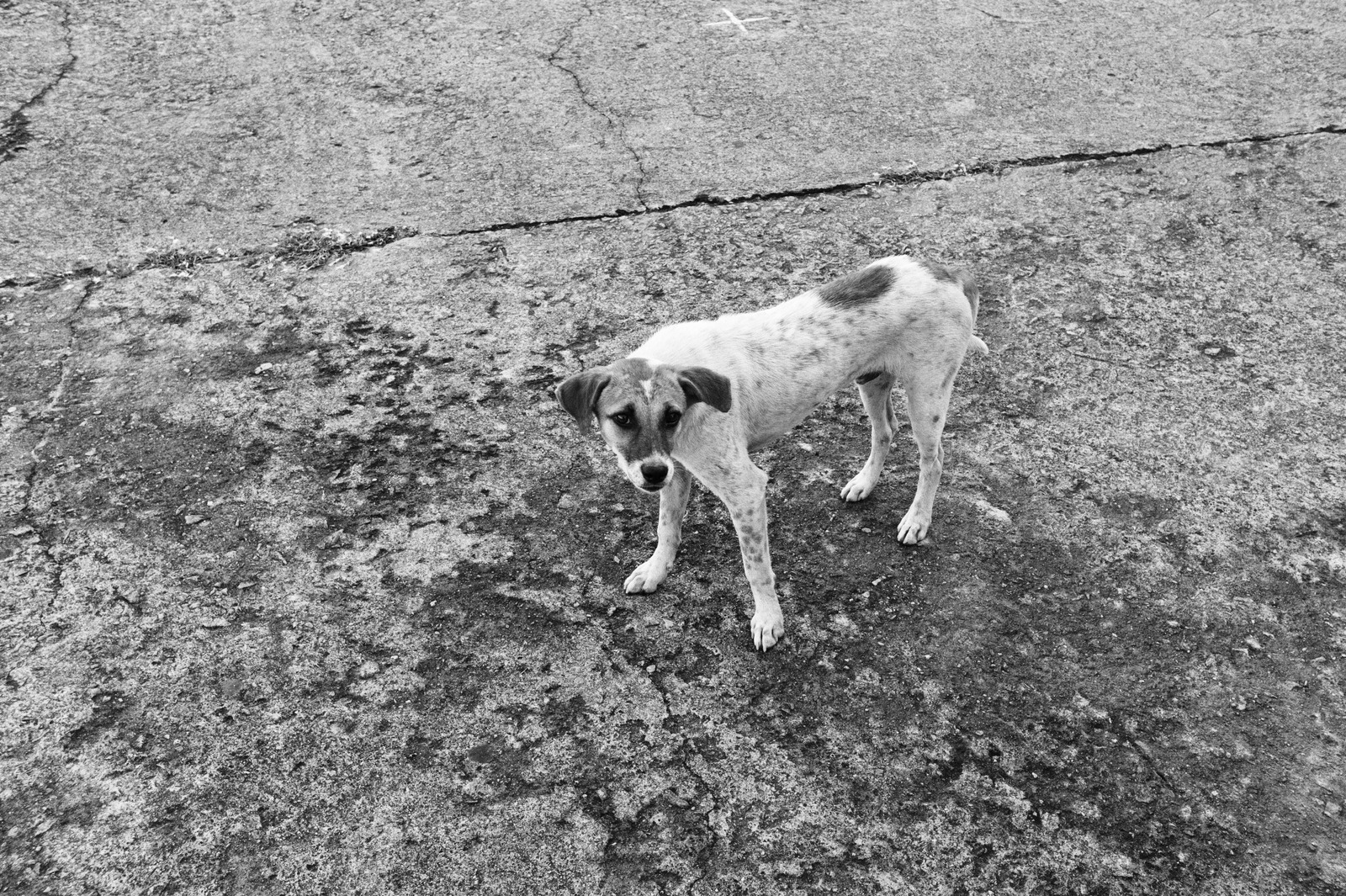 Solitary Canine Standoff