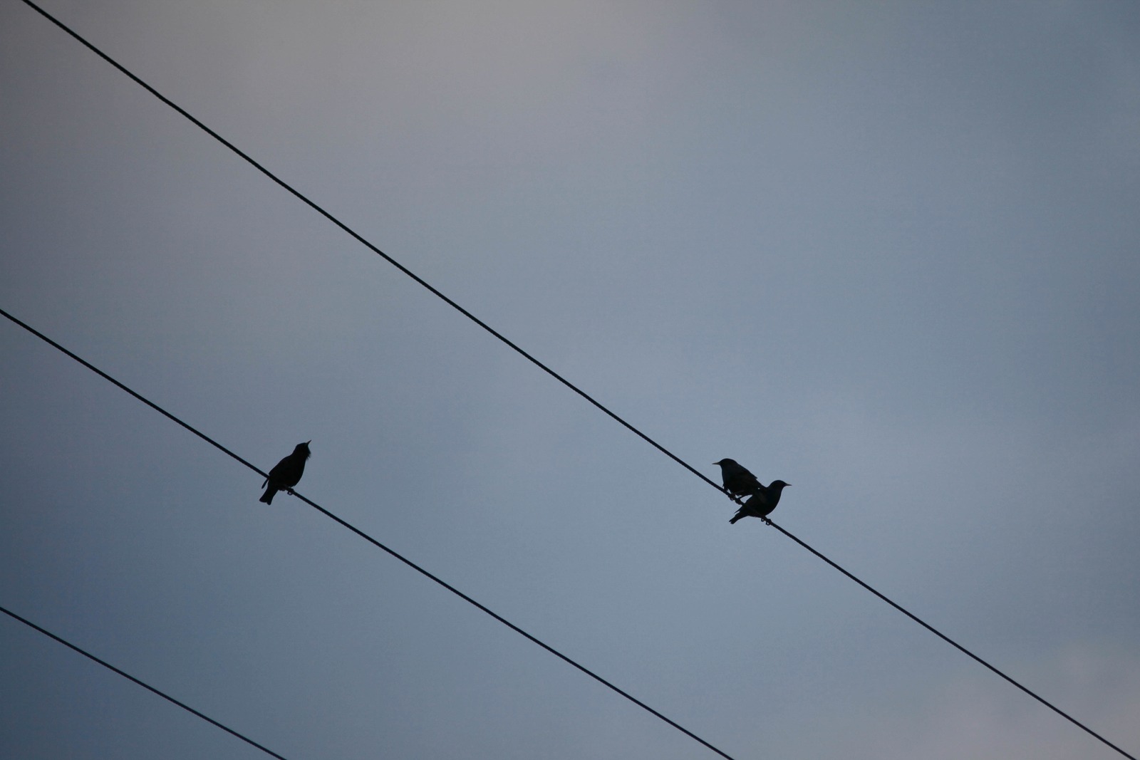 Silhouettes on a Wire