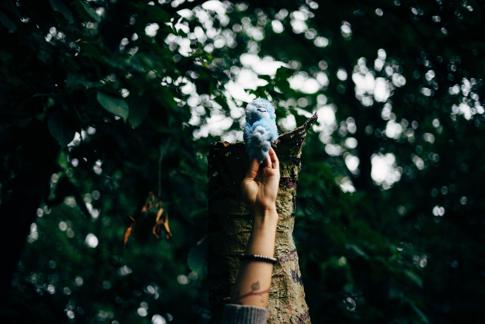 Whimsical Encounter in the Woods