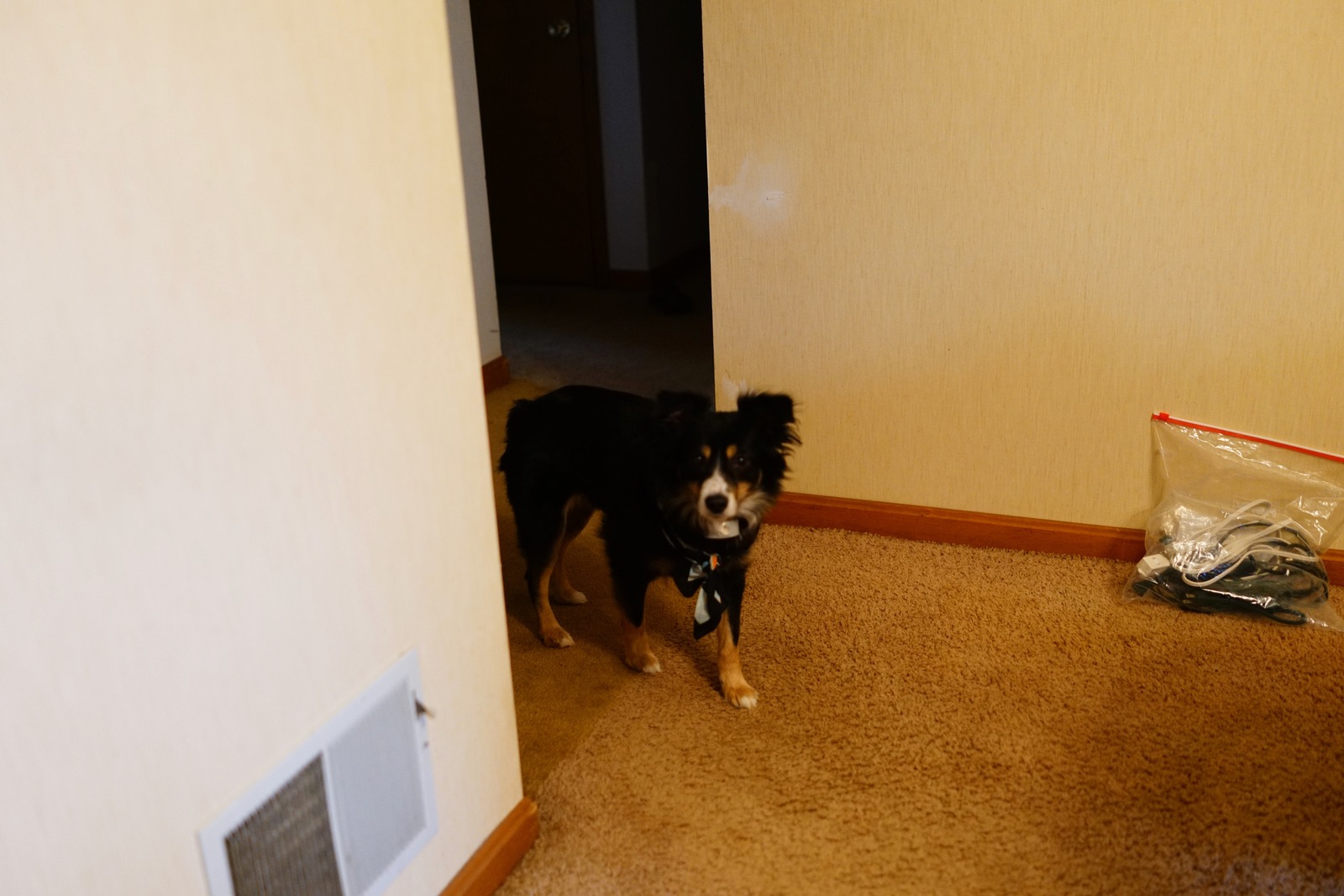 Curious Canine Companion