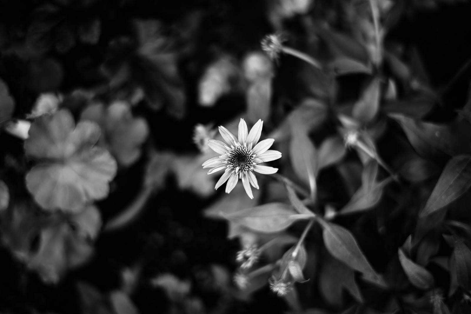 Solitary Blossom in Shadow