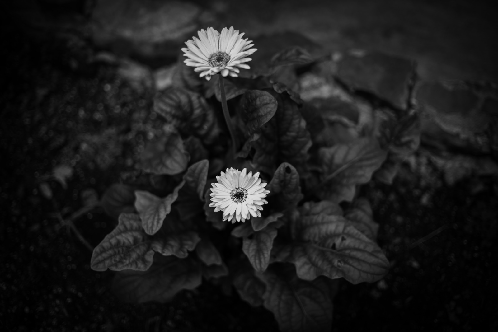 Monochrome Resilience