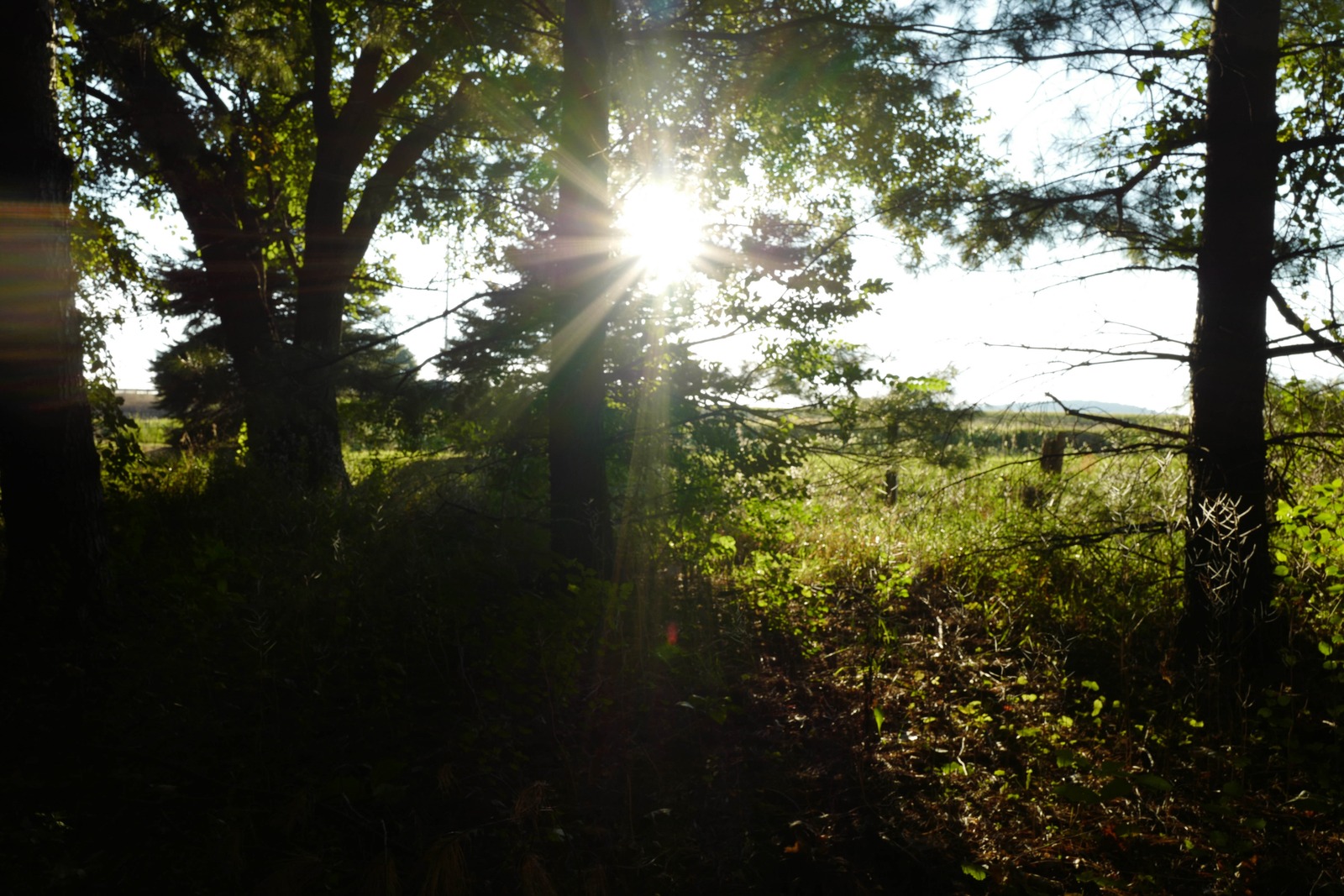 Sunlight Through the Trees