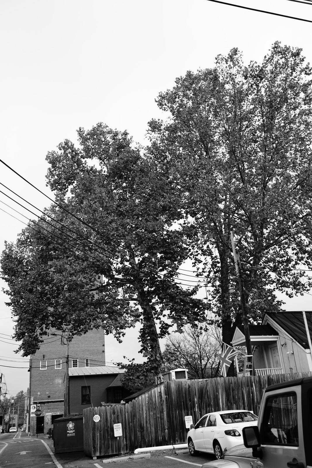 Urban Trees Against Gray Skies