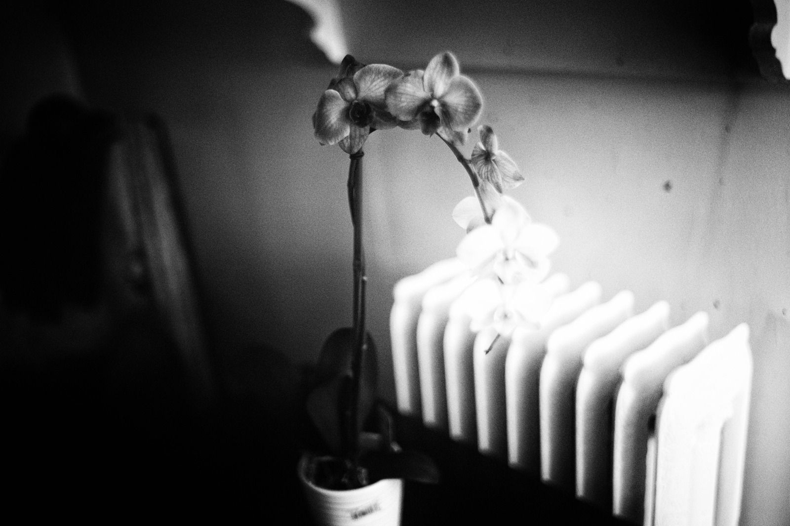 Whispers of Light and Shadow