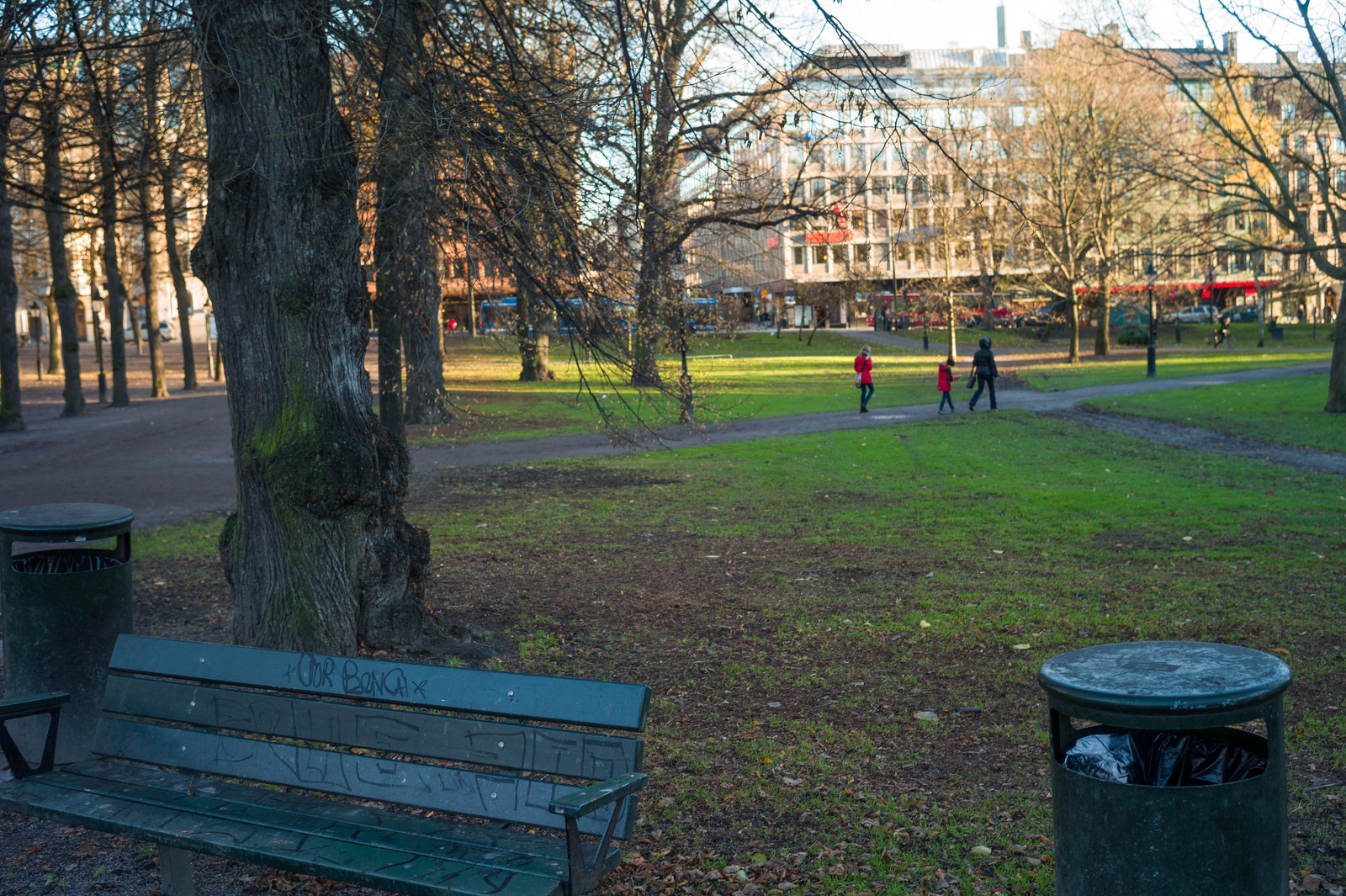 A Serene Stroll in the Park