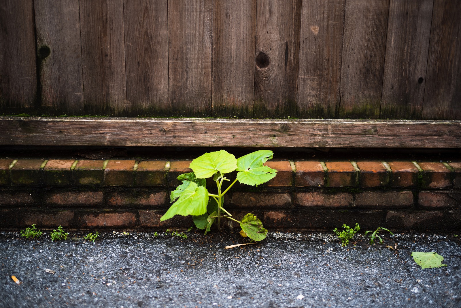 Resilience in the Cracks