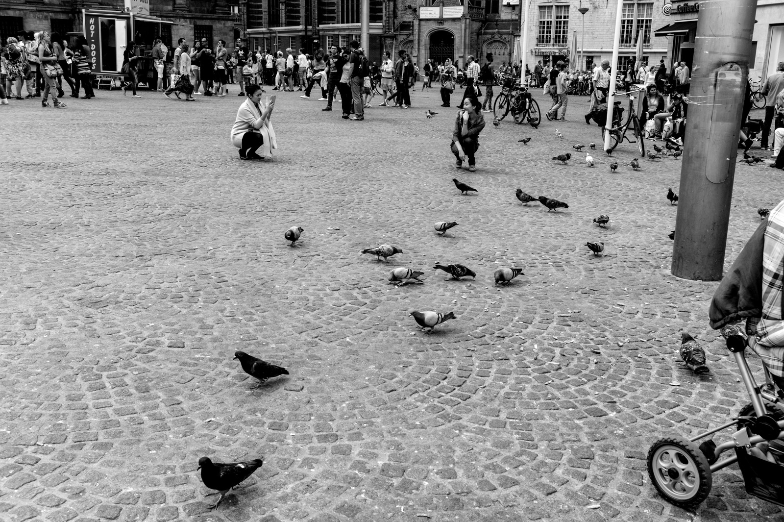 Pigeon Playground