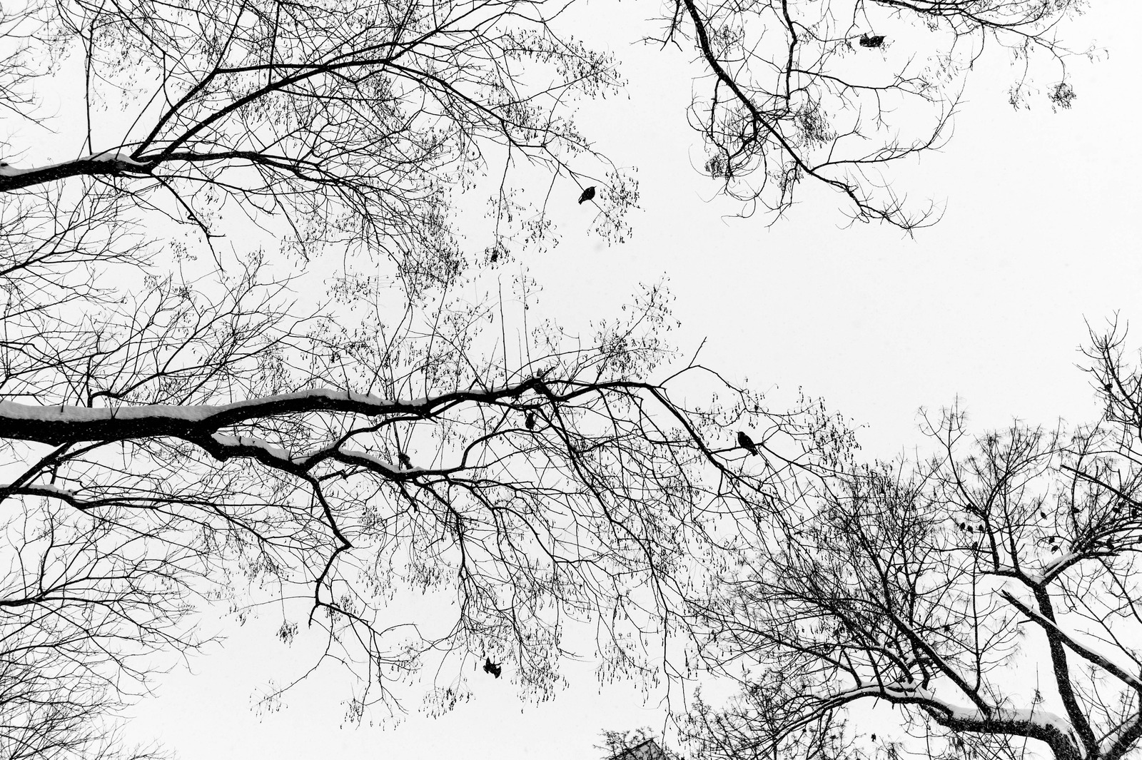 Silhouetted Serenity