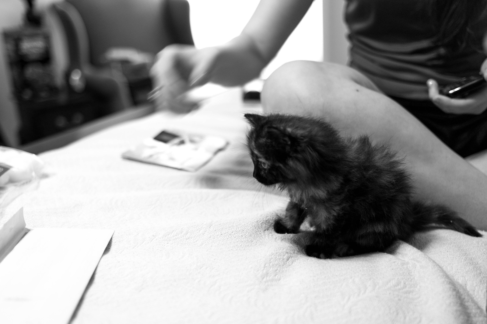 A Curious Kitten's Intrigue