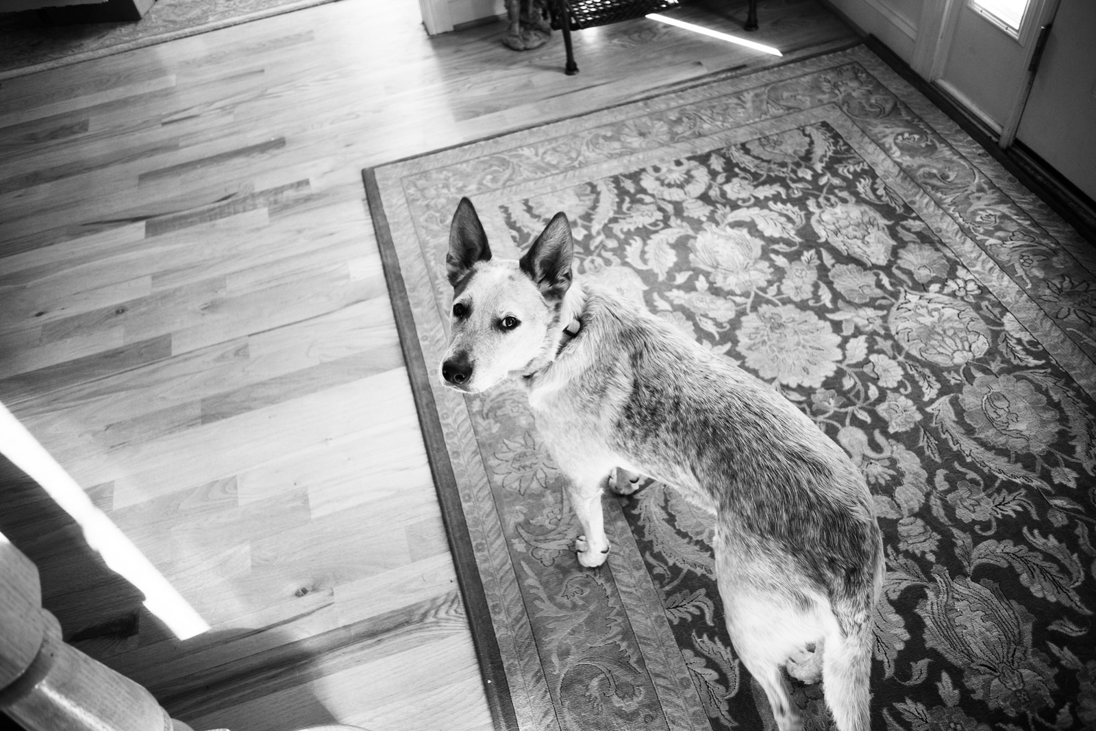 Curiosity in Monochrome