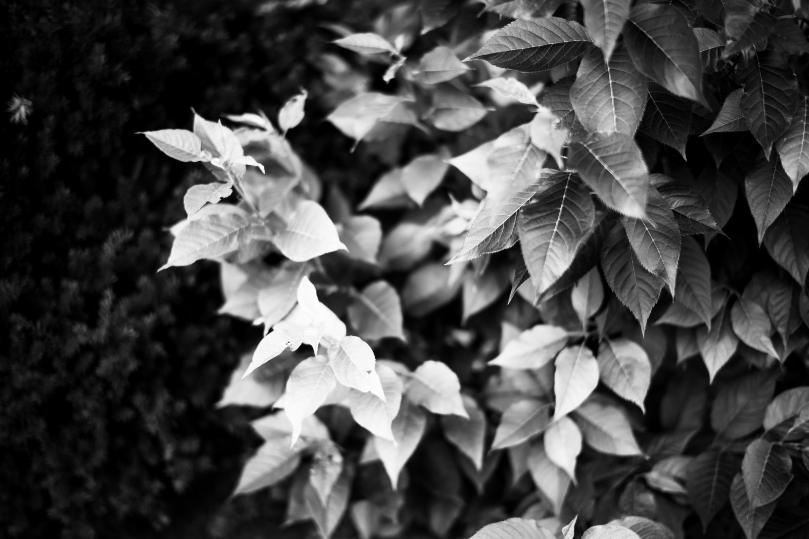 Monochrome Foliage