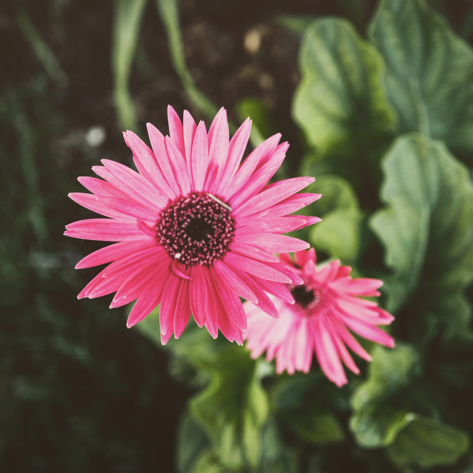 Blossoming Joy in Pink