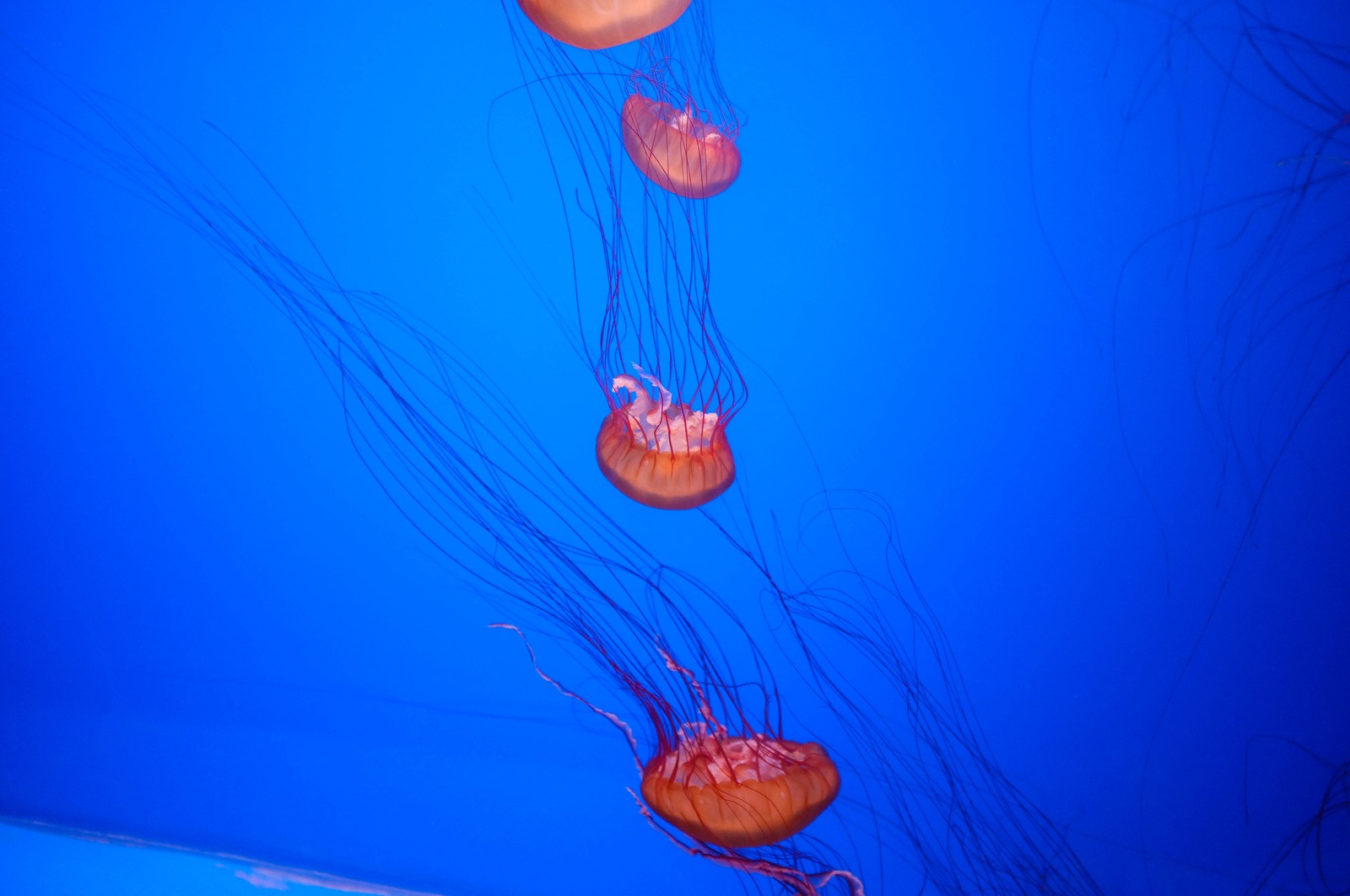 Graceful Underwater Dance