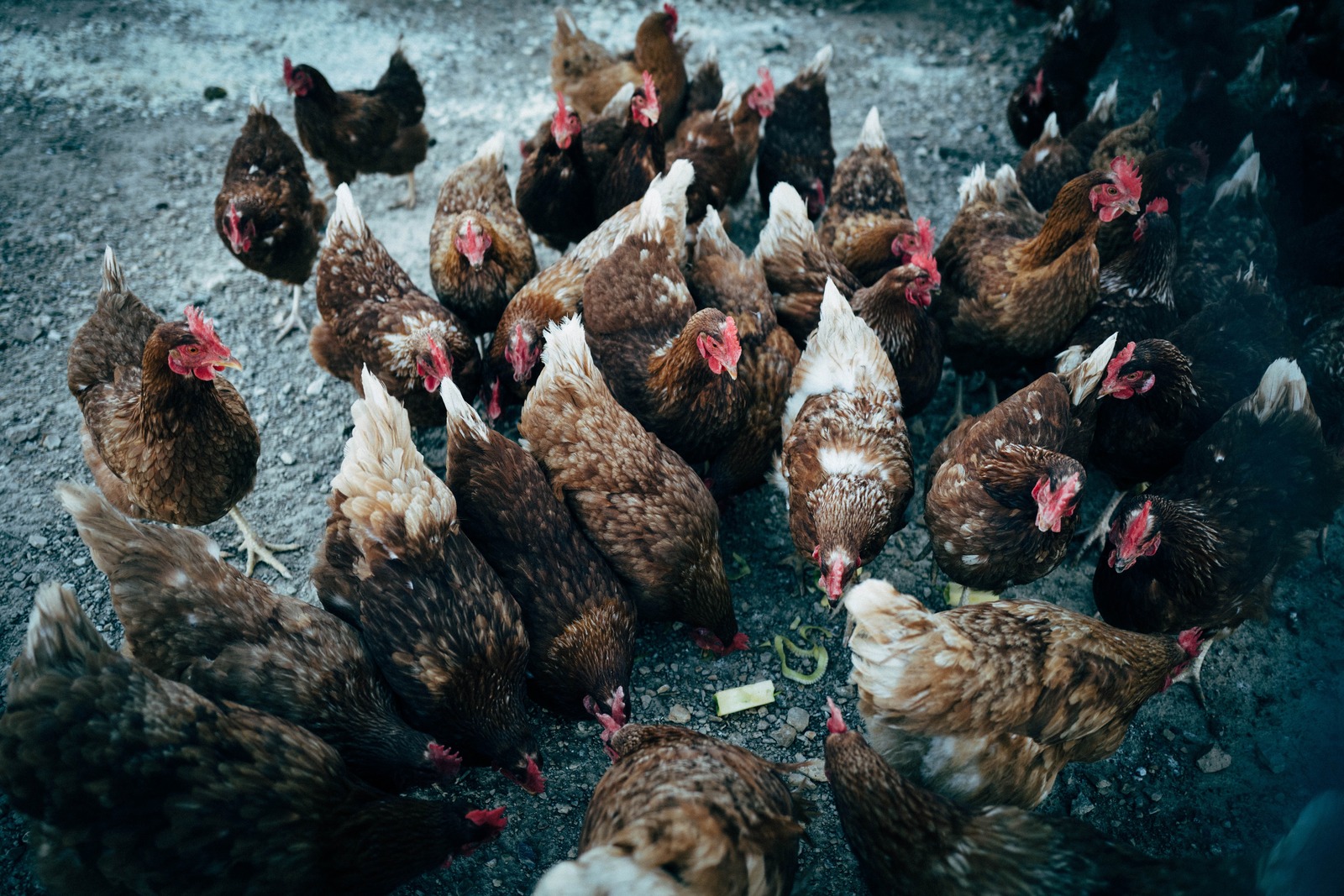 Gathering of Feathery Friends