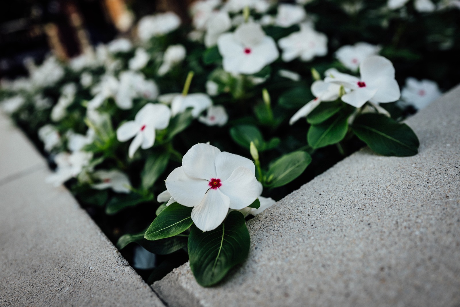 Delicate Bloom Amidst Greenery